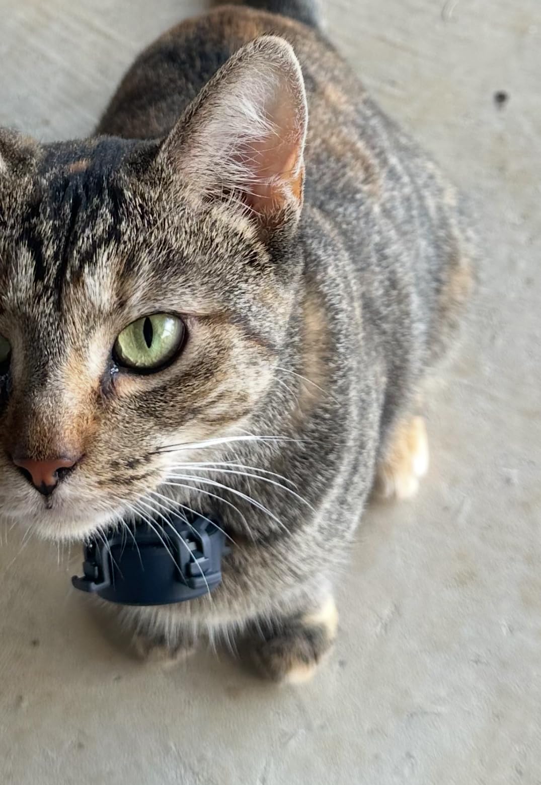 Tracki Cat GPS Tracker - Real-Time Cat Tracker & GPS Tracker for Cats - Smart Alerts, Geo-Fence, Waterproof, Collar-Compatible - Long-Life Battery - Works with iOS & Android (Subscription Required) customer photo 2