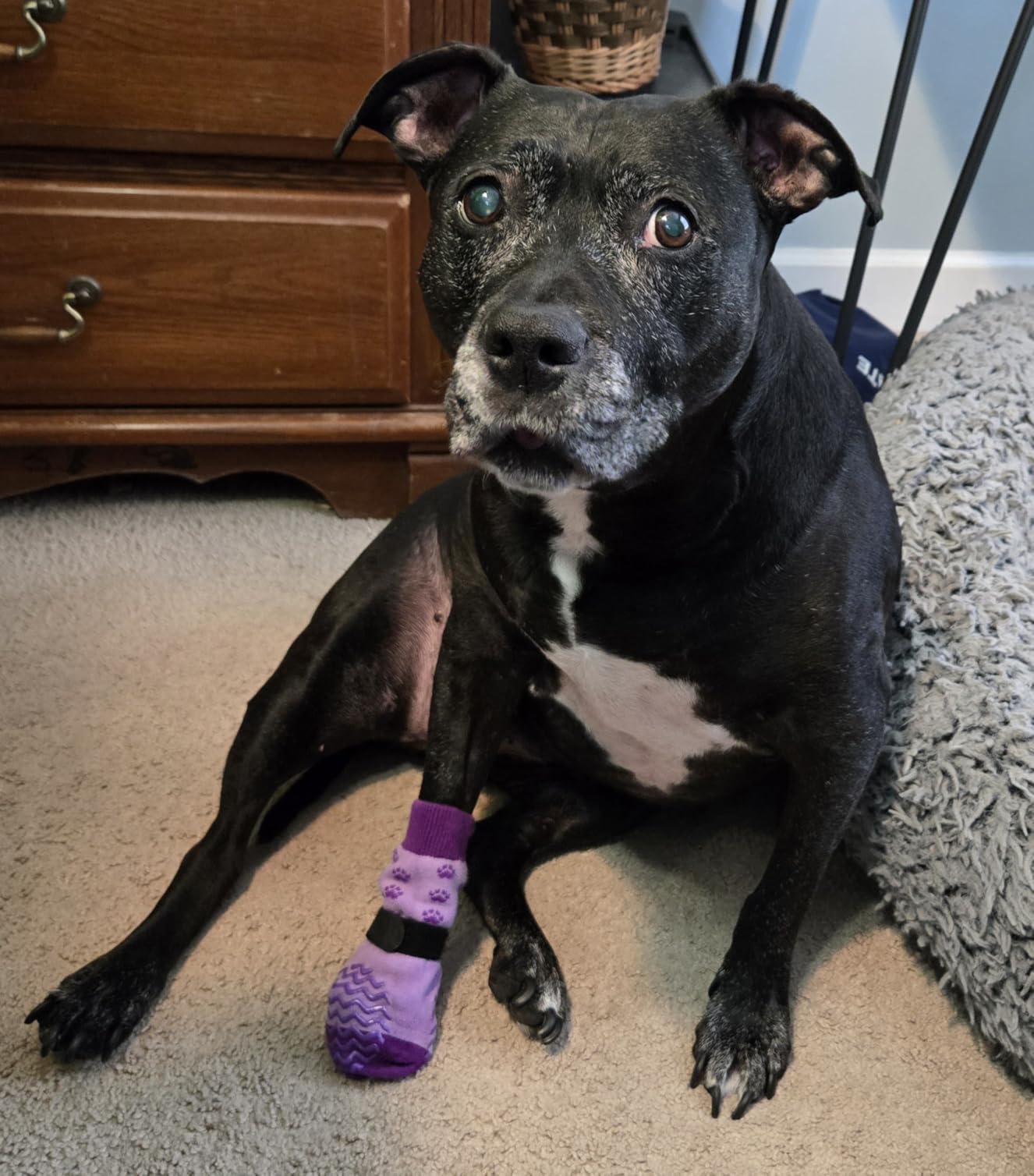 EXPAWLORER 6Pcs Anti Slip Dog Socks to Prevent Licking Paws, Dog Shoes for Winter, Double Sides Dog Boots & Paw Protectors Booties for Hardwood Floors with Grippers Small Medium Large Senior Dogs, M customer photo 1