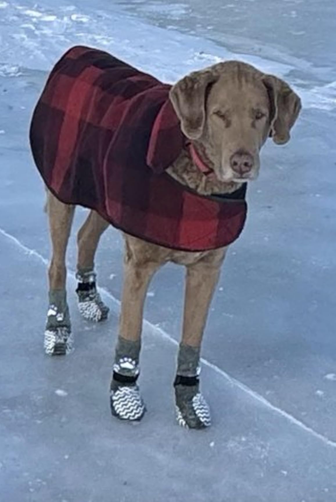 EXPAWLORER 6Pcs Anti Slip Dog Socks to Prevent Licking Paws, Dog Shoes for Winter, Double Sides Dog Boots & Paw Protectors Booties for Hardwood Floors with Grippers Small Medium Large Senior Dogs, M customer photo 2