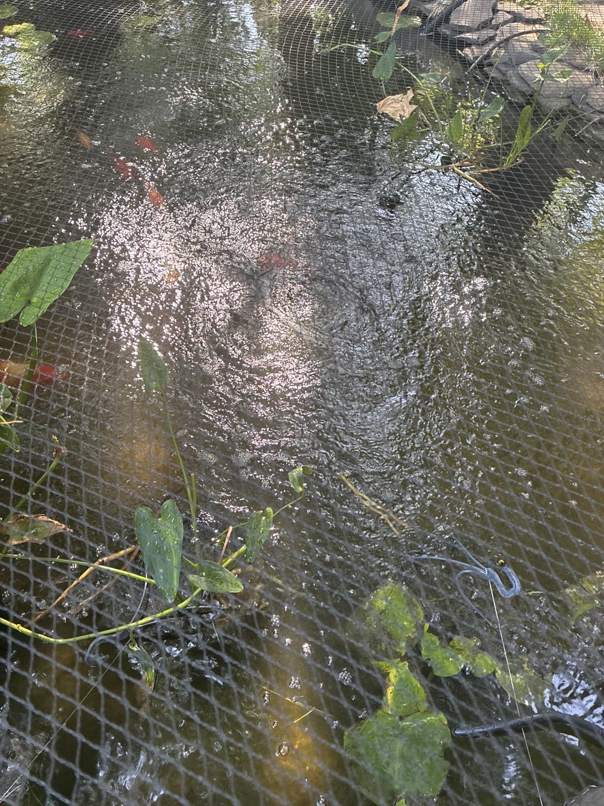 AquaMiracle All-in-One Koi Pond Aerator for Outdoor Ponds, Pond Air Pump Pond Aeration System with Self-Sinking Airline Flow Control Rubber Air Diffuser customer photo 1