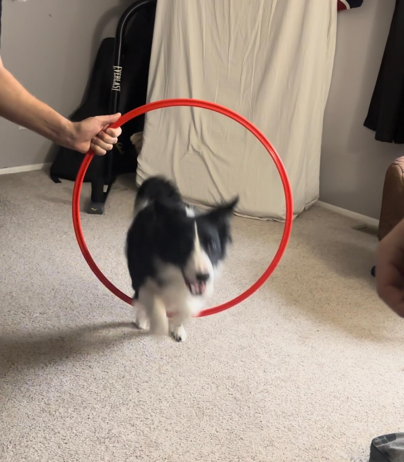 Dog Agility Equipment, Dog Agility Course Backyard Set Obstacle Course Backyard Includes Adjustable High Hurdle,6 Weave Poles,Extended Tunnel,Jump Ring,Square Pause Box,2 Balls,Whistle,2 Carrying Bags customer photo 2