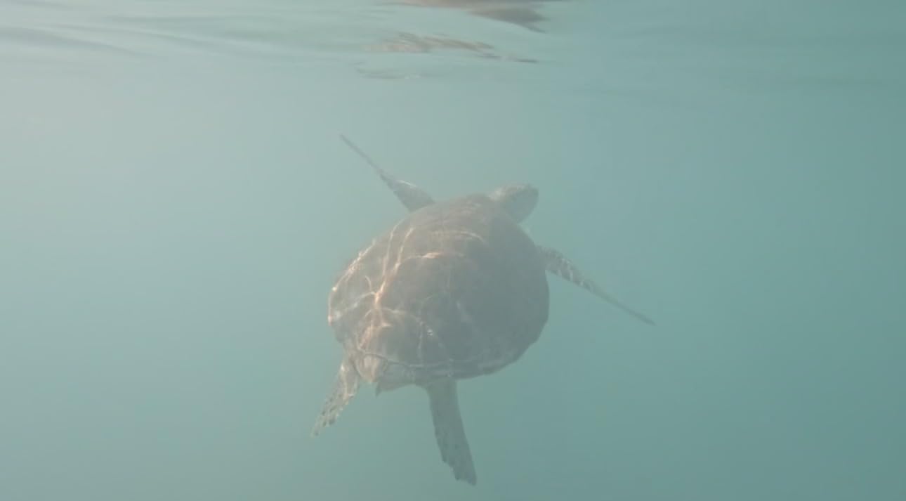 Seaview 180 V3 Full Face Snorkel Mask Adult- The V3 is The Perfect Snorkeling Gear for Adults- Snorkel Mask with 180 Panoramic Viewing and Up to 600% Easier Breathing- Patented Flowtech Air Intake customer photo 1