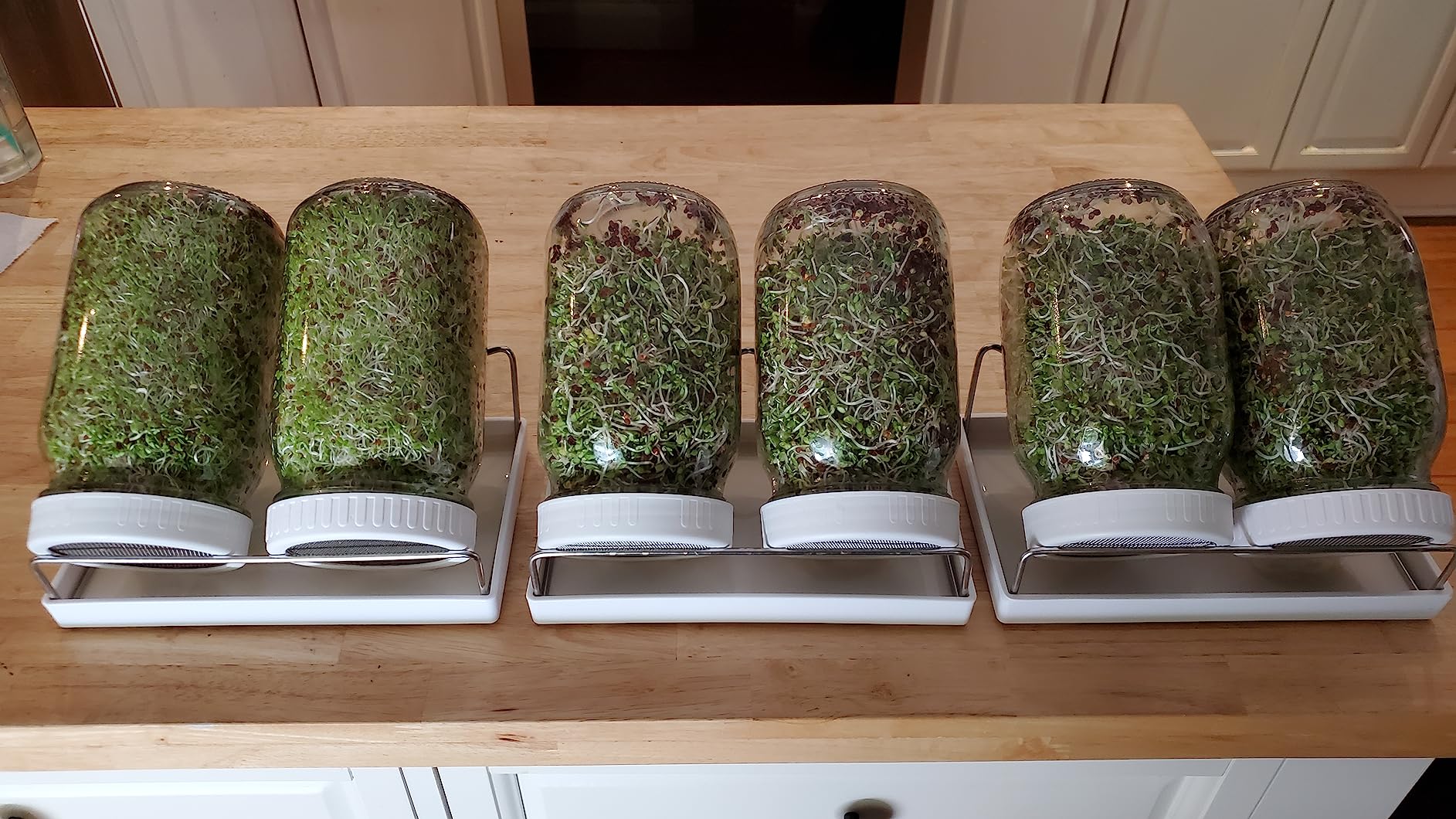 Complete Sprouting Jar Kit| 2 Wide Mouth Mason Jars, 316 Screen Sprout Lids, Blackout Sleeves, Tray, Stand| Sprouter Set for Growing Broccoli, Alfalfa and More-Seeds not Included customer photo 1