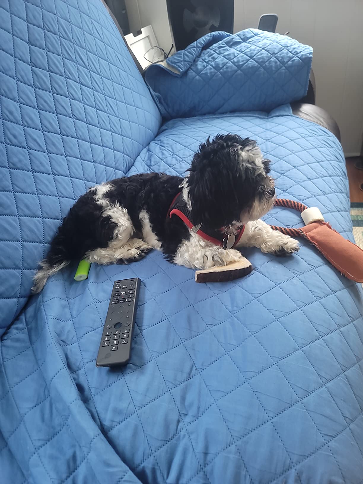 Dog Protection Vest Harness Built-in Bendable Lightweight Steel Plate Against Attacks by Coyote, Hawk, Raptor, and Birds of Prey customer photo 2