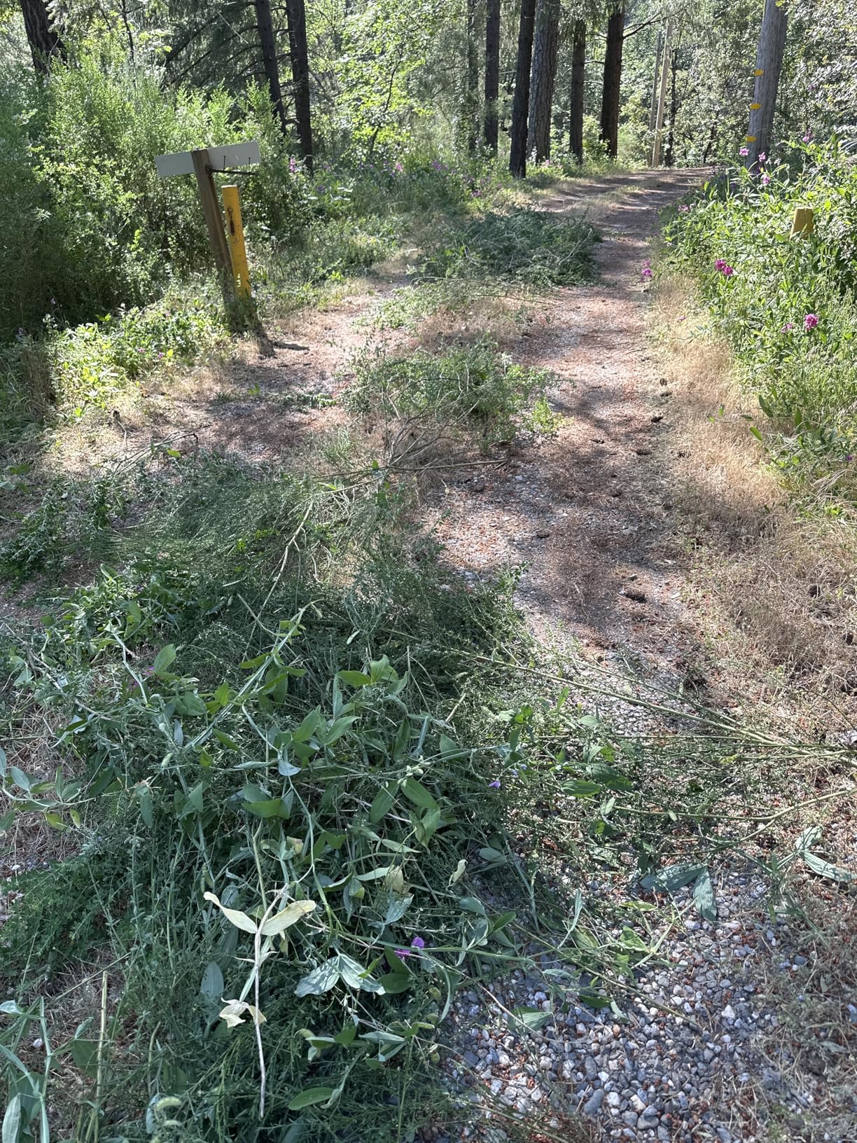 EGO Power+ Hedge Trimmer Cordless, Electric Hedge Trimmer 26