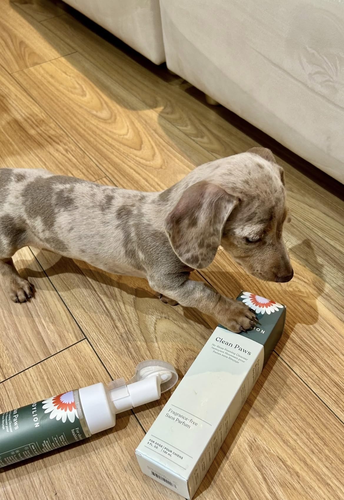 Dandylion Clean Paws | No-Rinse Dog Paw Cleaner & Dog Paw Washer | Gentle, Fragrance-Free, pH Balanced Foaming Cleanser with Silicone Bristle Brush | Safe for All Dogs | 5 fl oz customer photo 1