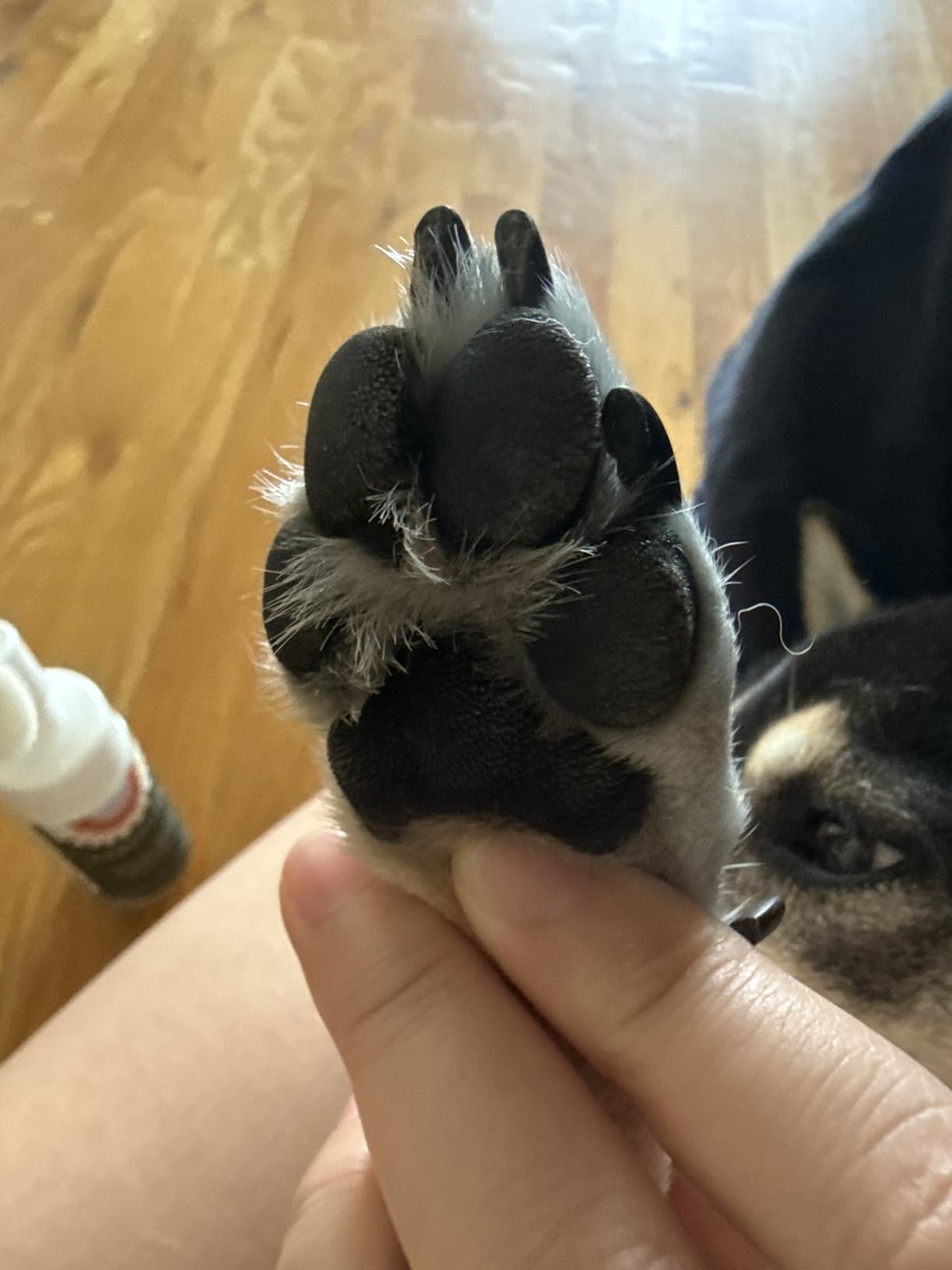 Dandylion Clean Paws | No-Rinse Dog Paw Cleaner & Dog Paw Washer | Gentle, Fragrance-Free, pH Balanced Foaming Cleanser with Silicone Bristle Brush | Safe for All Dogs | 5 fl oz customer photo 2