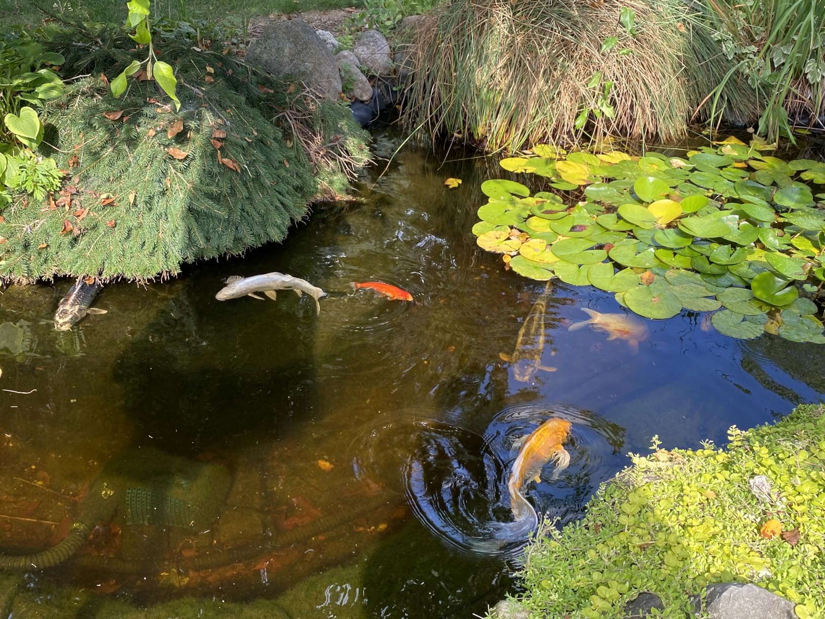 Bio Pressure Pond Filter, with 13W UV-C Light, 1840 GPH Suitable for Koi Ponds up to 1000 Gallons or Landscape Pools up to 2100 Gallons customer photo 1