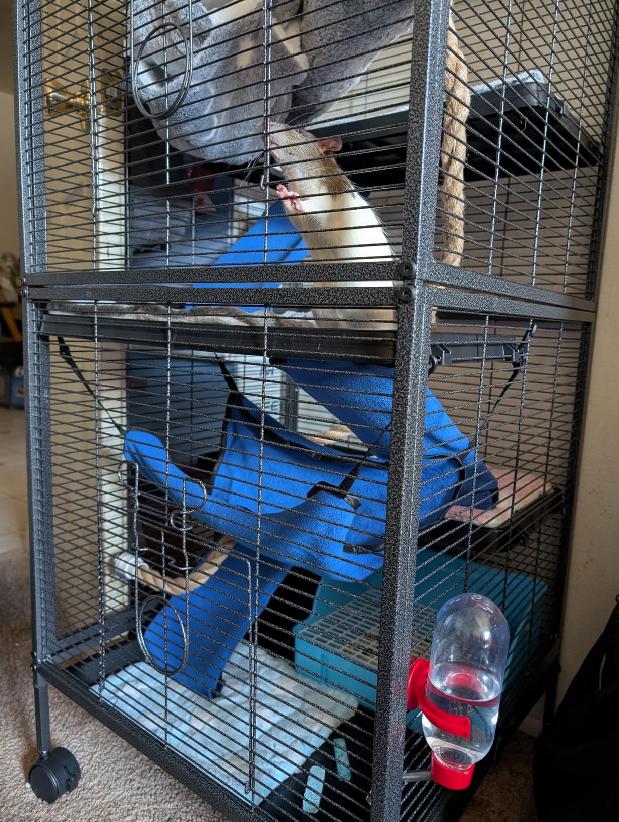 HABUTWAY 50''H Metal Small Animal Cages, Rolling Chinchilla Cage with Removable Ramps, Lagre Critter Nation Cage for Chinchillas/Guinea Pigs/Rabbit, Ferret Cages with Hammock & 5 Tiers, Black customer photo 2