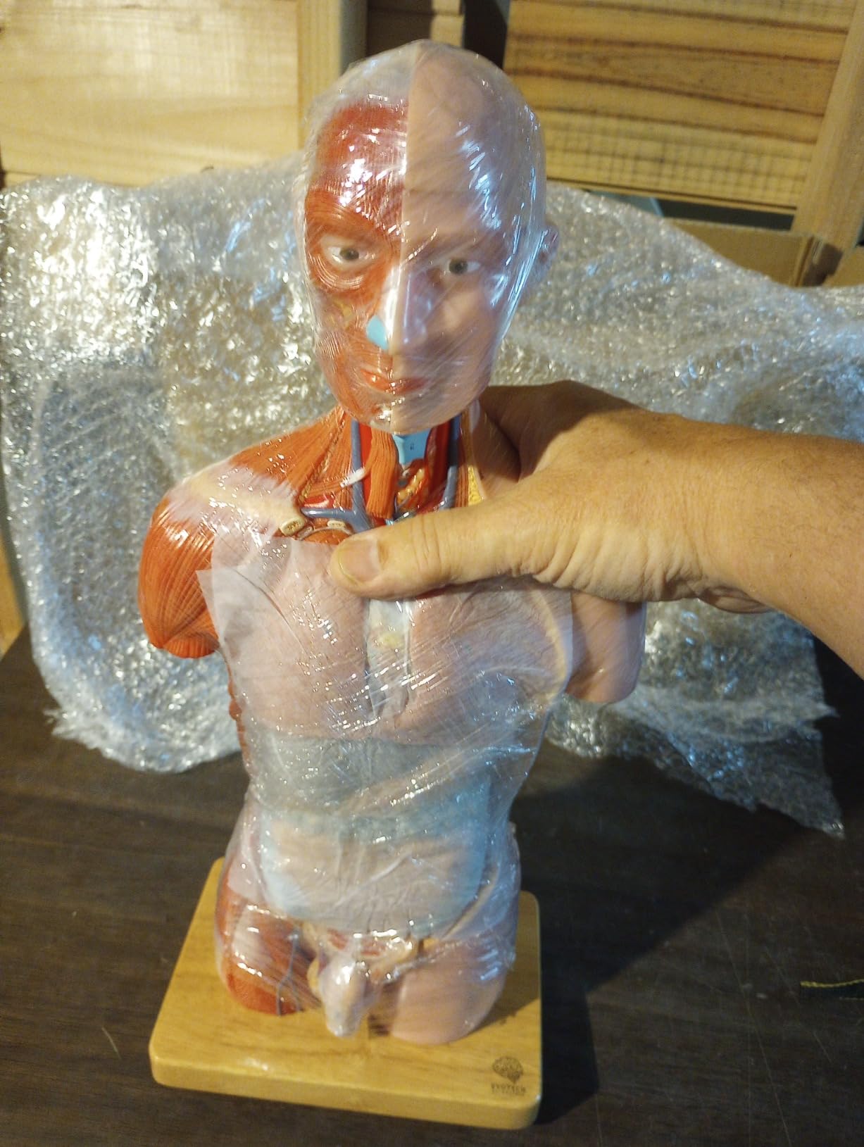 EVOTECH SCIENTIFIC 2025 New Human Body Deluxe Musculature Model, 16 Pcs Removable 17 inch Human Torso Anatomy Model with Heart Head Skull Brain Skeleton Model for Medical Student, Lab & Classroom Use customer photo 2