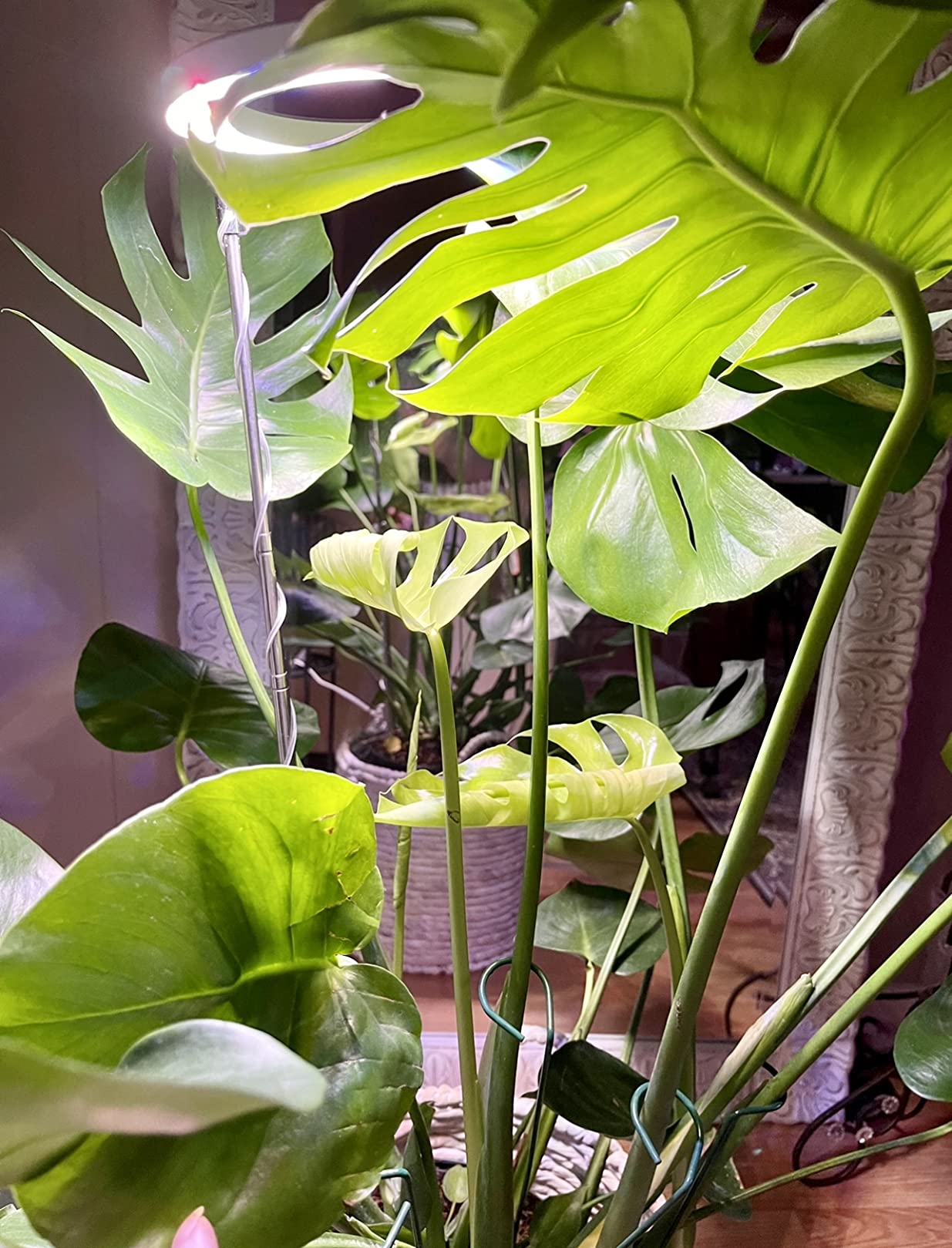 Plant Grow Light,yadoker LED Growing Light Full Spectrum for Indoor Plants,Height Adjustable, Automatic Timer, 5V Low Safe Voltage,Idea for Large Plant Light customer photo 1