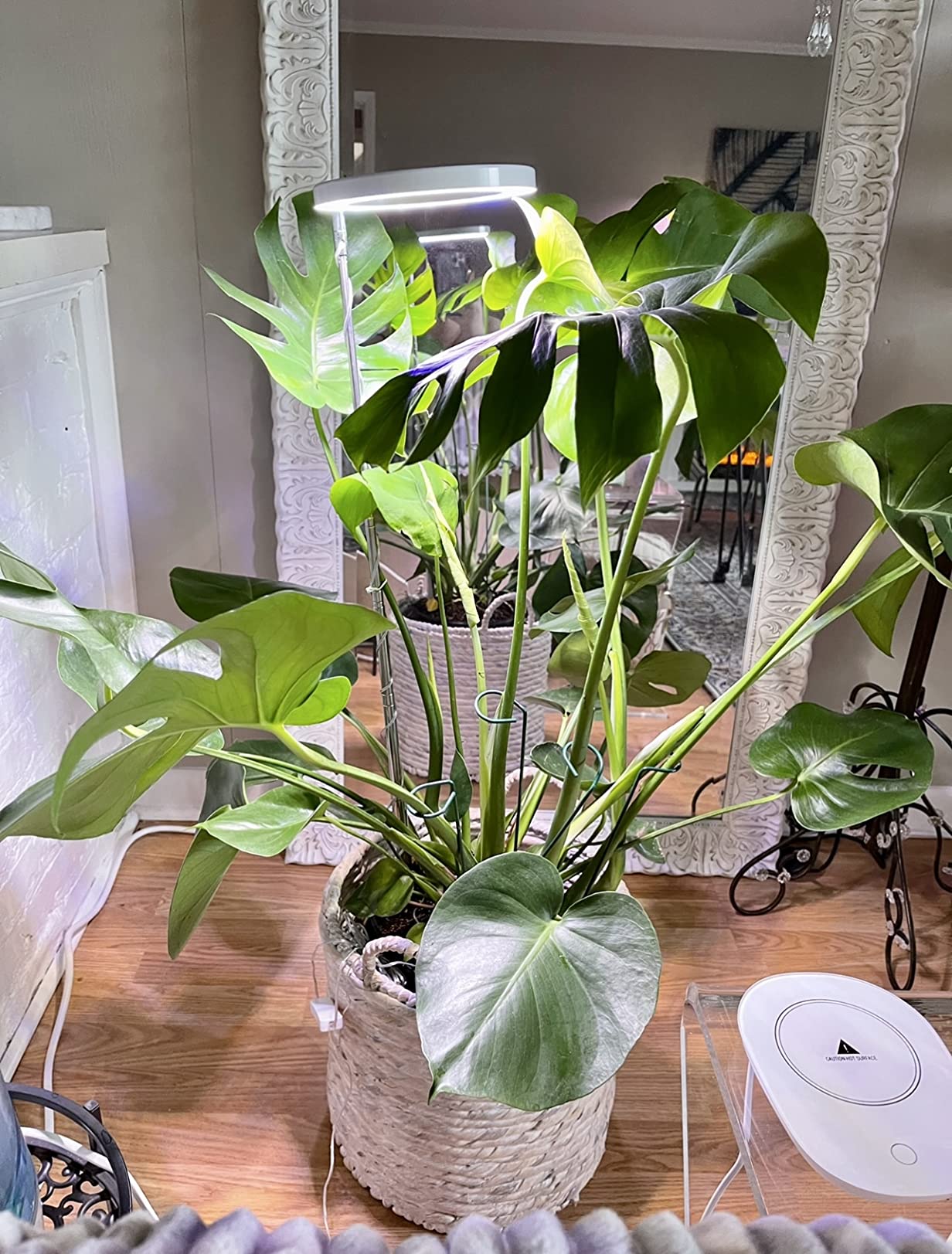 Plant Grow Light,yadoker LED Growing Light Full Spectrum for Indoor Plants,Height Adjustable, Automatic Timer, 5V Low Safe Voltage,Idea for Large Plant Light customer photo 2