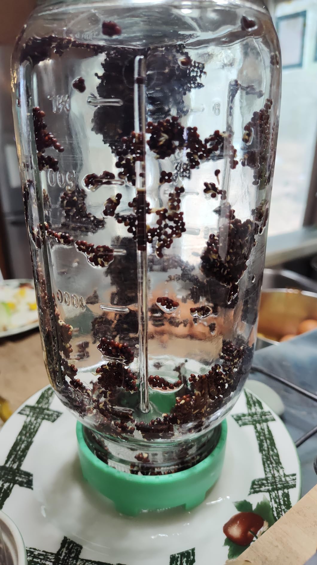 Elementi Sprouting Lids for Wide Mouth Mason Jars (Set of 2), Sprouting Jar Kit for Organic Sprouts, Alfalfa & Mung Bean Sprouts Grow Kit, 316 Stainless Steel Mesh Screen Strainer Lid (Mint) customer photo 1