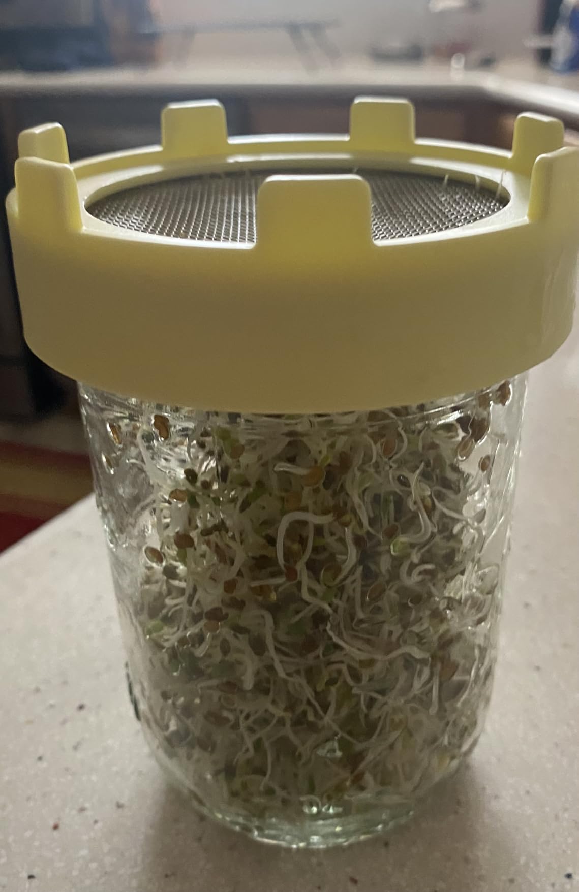 Elementi Sprouting Lids for Wide Mouth Mason Jars (Set of 2), Sprouting Jar Kit for Organic Sprouts, Alfalfa & Mung Bean Sprouts Grow Kit, 316 Stainless Steel Mesh Screen Strainer Lid (Mint) customer photo 2