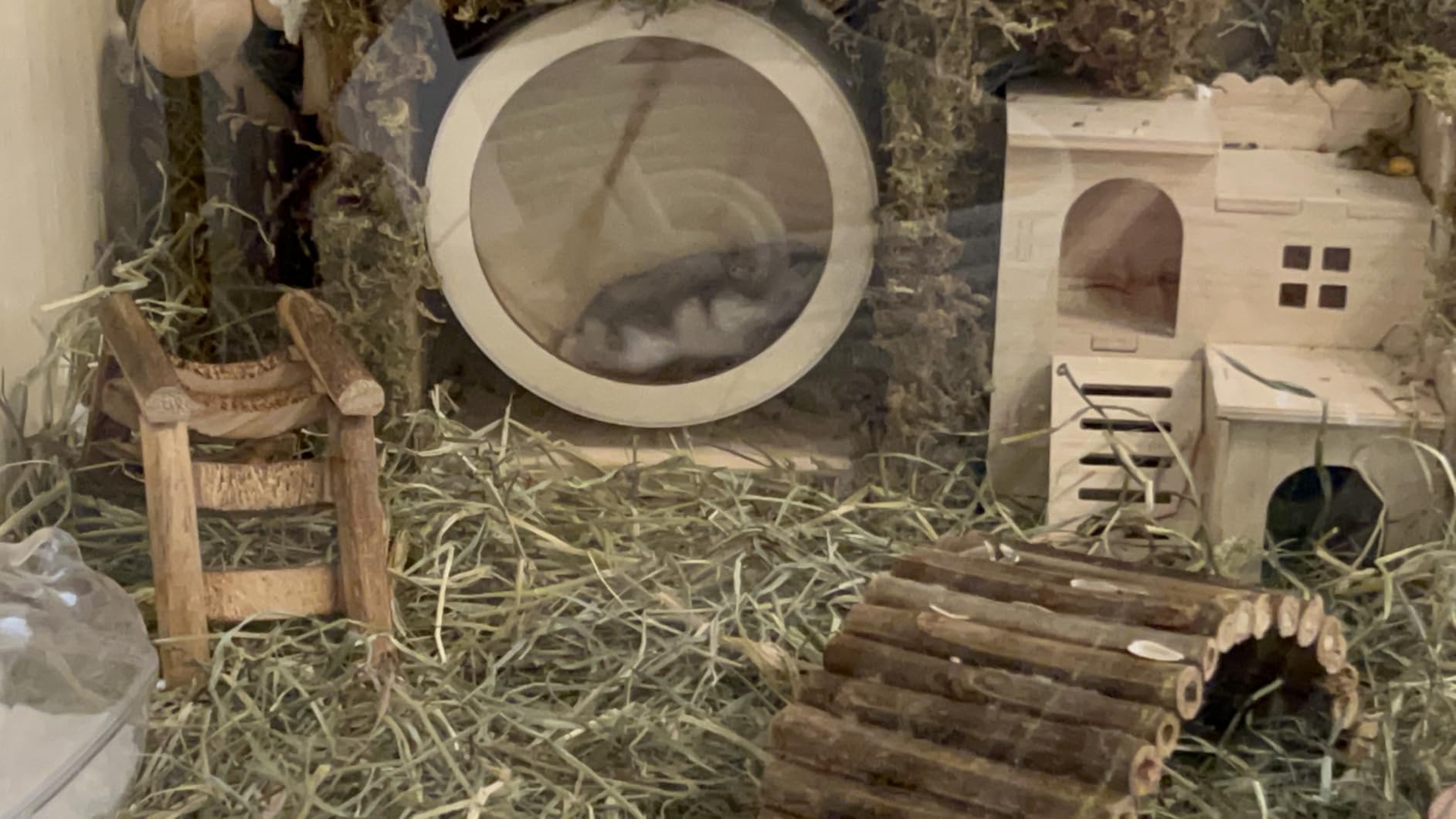 antiai Hamster Wooden Silent Wheel, 9.8 Inch Small Animal Exercise Wheel Accessories, Quiet Spinner Hamster Running Wheels Prevent Depression Toys for Hamsters, Gerbils, Mice and Other Small Pets（L） customer photo 1