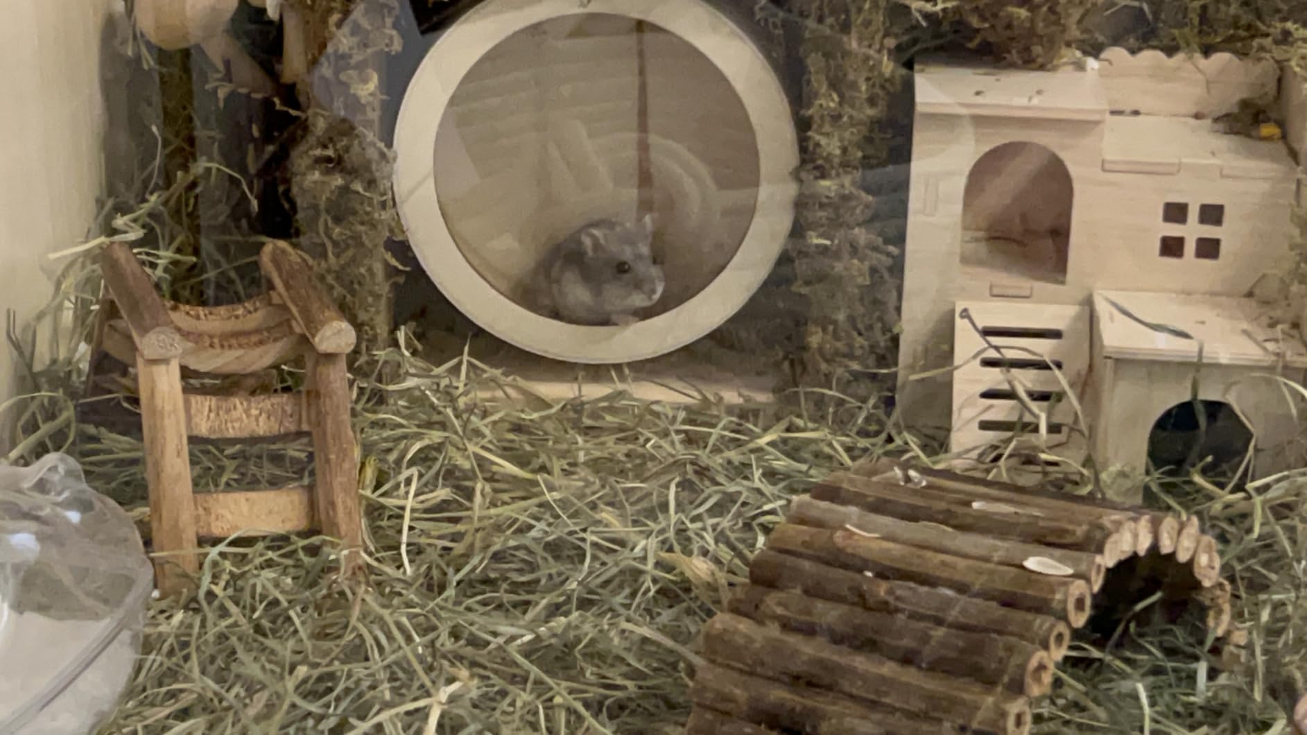 antiai Hamster Wooden Silent Wheel, 9.8 Inch Small Animal Exercise Wheel Accessories, Quiet Spinner Hamster Running Wheels Prevent Depression Toys for Hamsters, Gerbils, Mice and Other Small Pets（L） customer photo 2