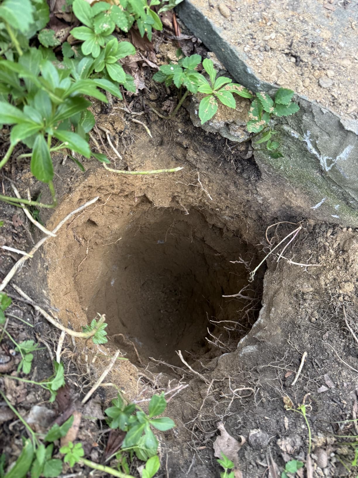 Garden Auger Drill Bit for Planting - Pack of (2) - 1.6