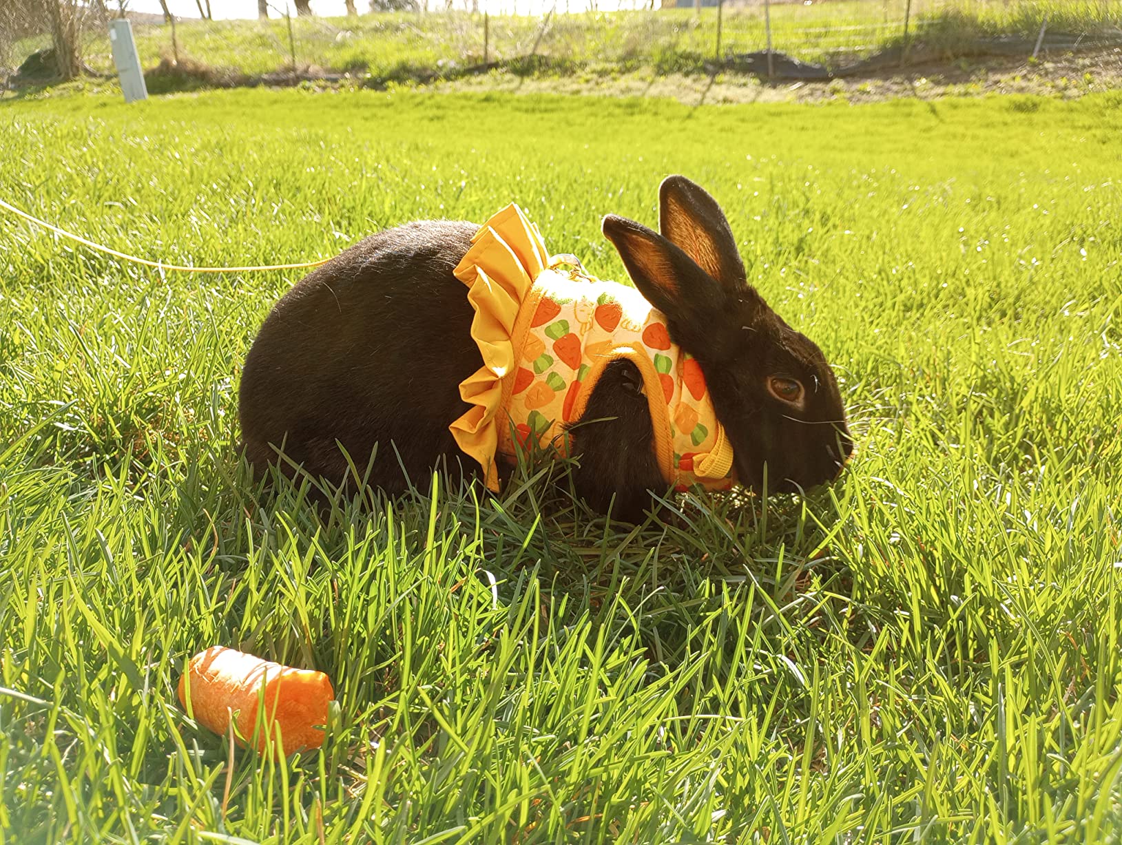 Rabbit Harness and Leash for Walking Escape Proof - Cute Strawberry Pattern Pink Mesh Breathable Bunny Vest Harness customer photo 1