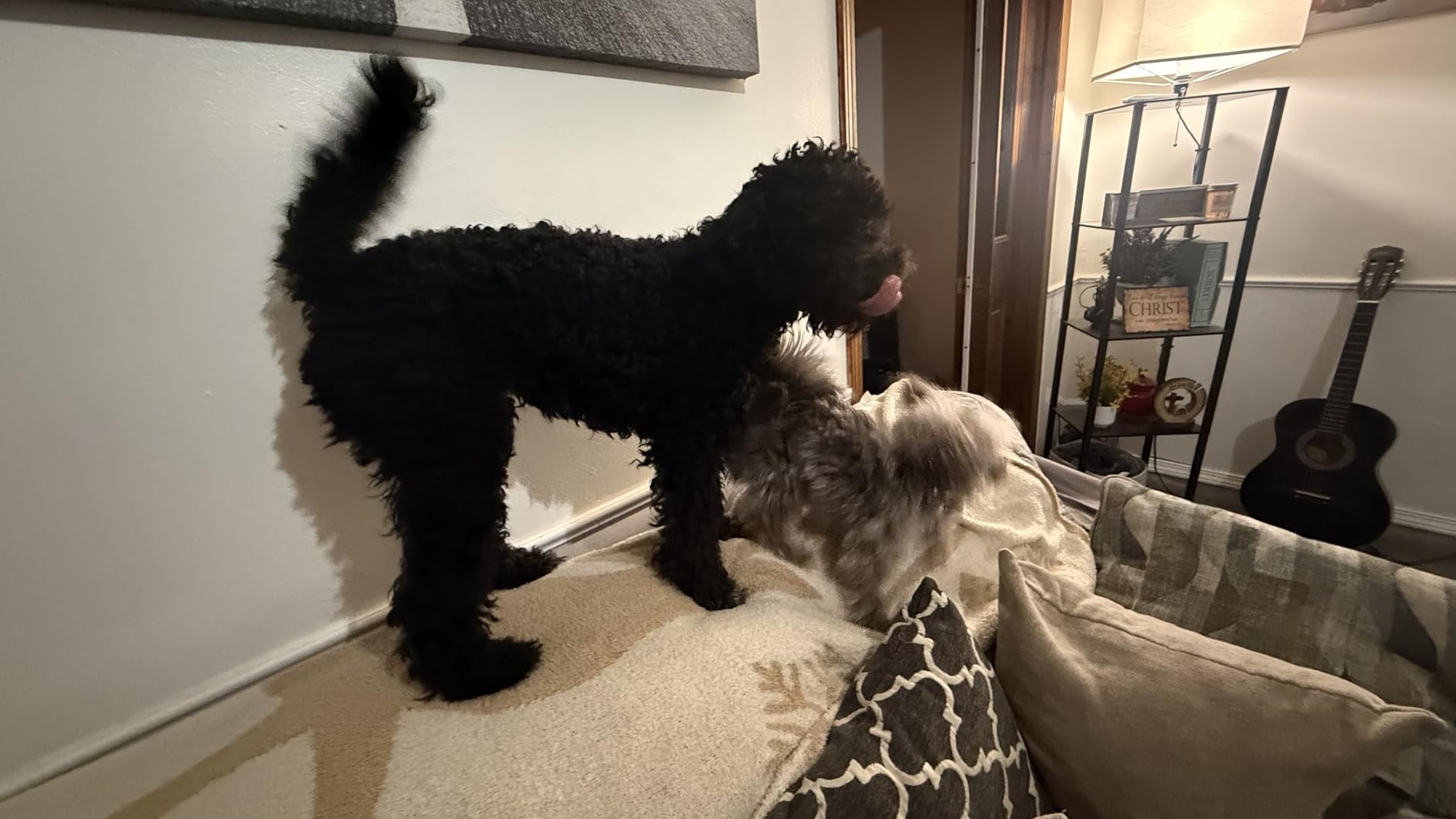 oneisall Dog Vacuum & Dryer for Shedding Grooming, 8 in 1 Dog Grooming Kit with Metal Blade Pet Clippers, Adjustable Speed and Temperature Control Blower customer photo 1