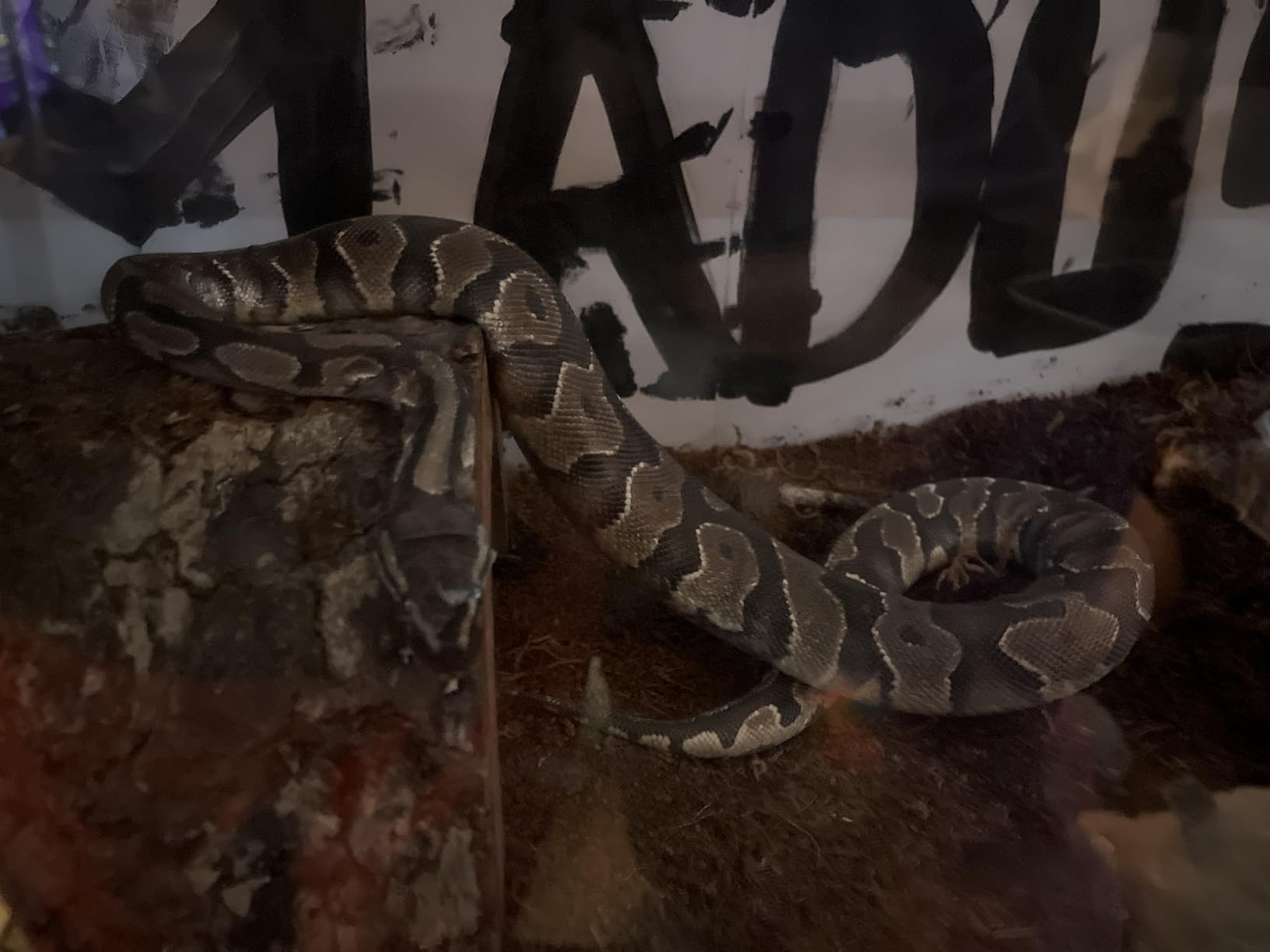 HealSmart Reptile Heat Lamp 100W 2-Pack Ceramic Heat Emitter, No Light Emitting Heat Bulbs for Amphibian Pet Brooder Coop Incubating Chicken, Lizard Bearded Dragon Turtle Snake Terrarium Black customer photo 1