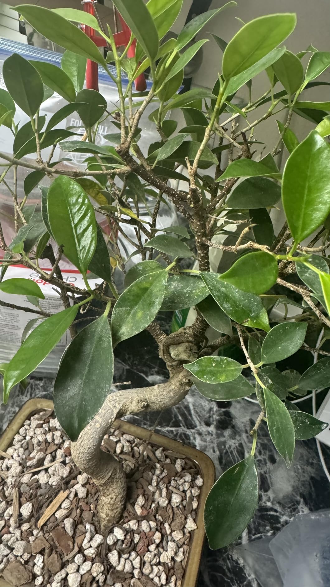 Bonsai Soil Mix by Tinyroots - All Purpose Bonsai Soil Mix Ready to Use Blend, Used for All Varieties of Bonsai Trees, 2.25 Quarts customer photo 1