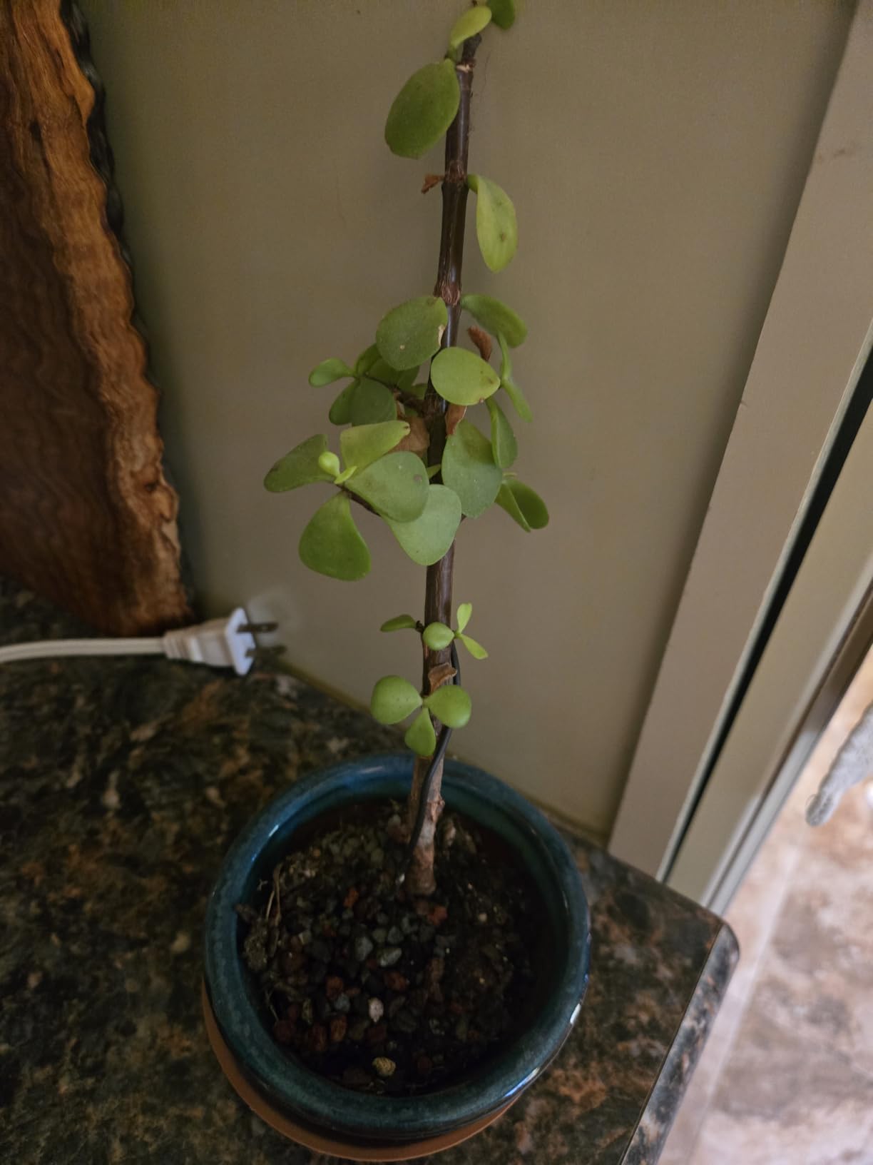 Bonsai Soil Mix by Tinyroots - All Purpose Bonsai Soil Mix Ready to Use Blend, Used for All Varieties of Bonsai Trees, 2.25 Quarts customer photo 2