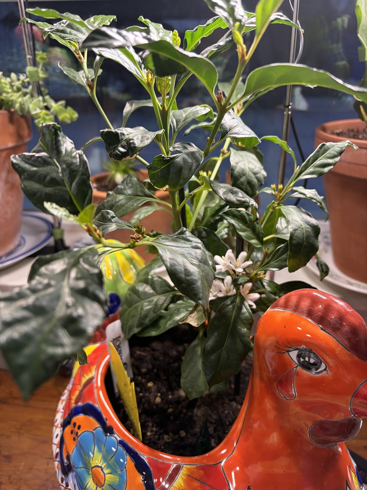 Plant Grow Light, 48 LEDs Full Spectrum Grow Lights for Indoor Plants, Height Adjustable Small Halo Grow Light with Base, 3 Optional Spectrums, Auto Timer 3/9/12Hrs, 10 Brightness, 3 Pack customer photo 2