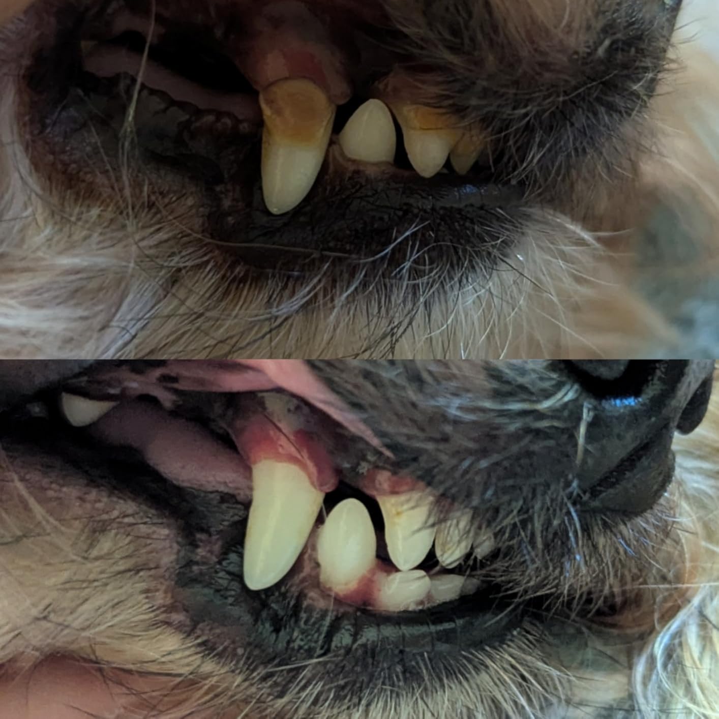 Dog Plaque and Tartar Remover for Teeth, Ultrasonic Pet Tooth Cleaner, Electric Teeth Cleaning Kit for Dogs and Cats, 5 Modes, LED Light, 3 Cleaning Heads, Rechargeable customer photo 1