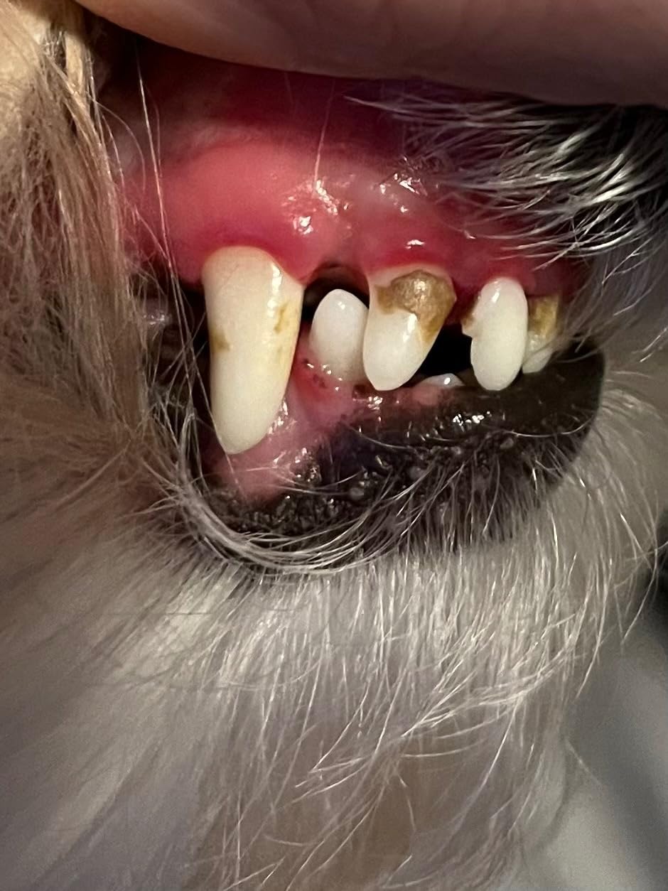 Dog Plaque and Tartar Remover for Teeth, Ultrasonic Pet Tooth Cleaner, Electric Teeth Cleaning Kit for Dogs and Cats, 5 Modes, LED Light, 3 Cleaning Heads, Rechargeable customer photo 2