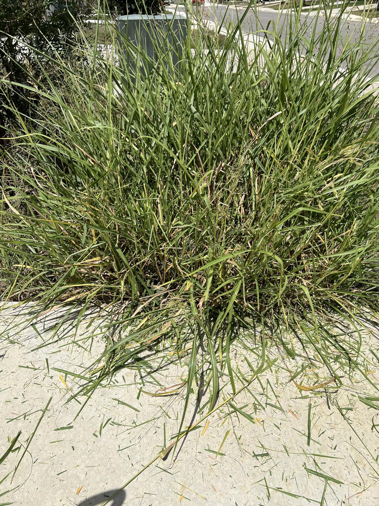 WORX Nitro Cordless String Trimmer & Lawn Edger, 3 in 1 Mini Mower with Brushless Motor, 20V 13