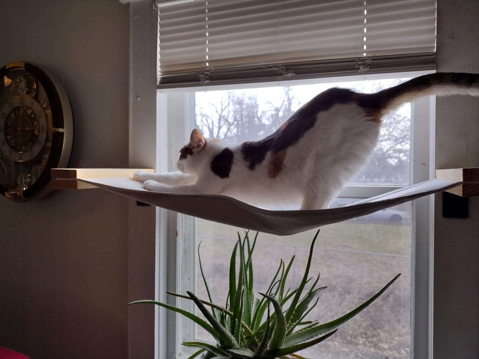 Cat Wall Hammock | Cat Shelves for Wall | Bridge, Shelf and Perches | Modern Wall Furniture for Indoor Cats | Mounted Hammock Bed for Sleeping, Playing, and Lounging. customer photo 1