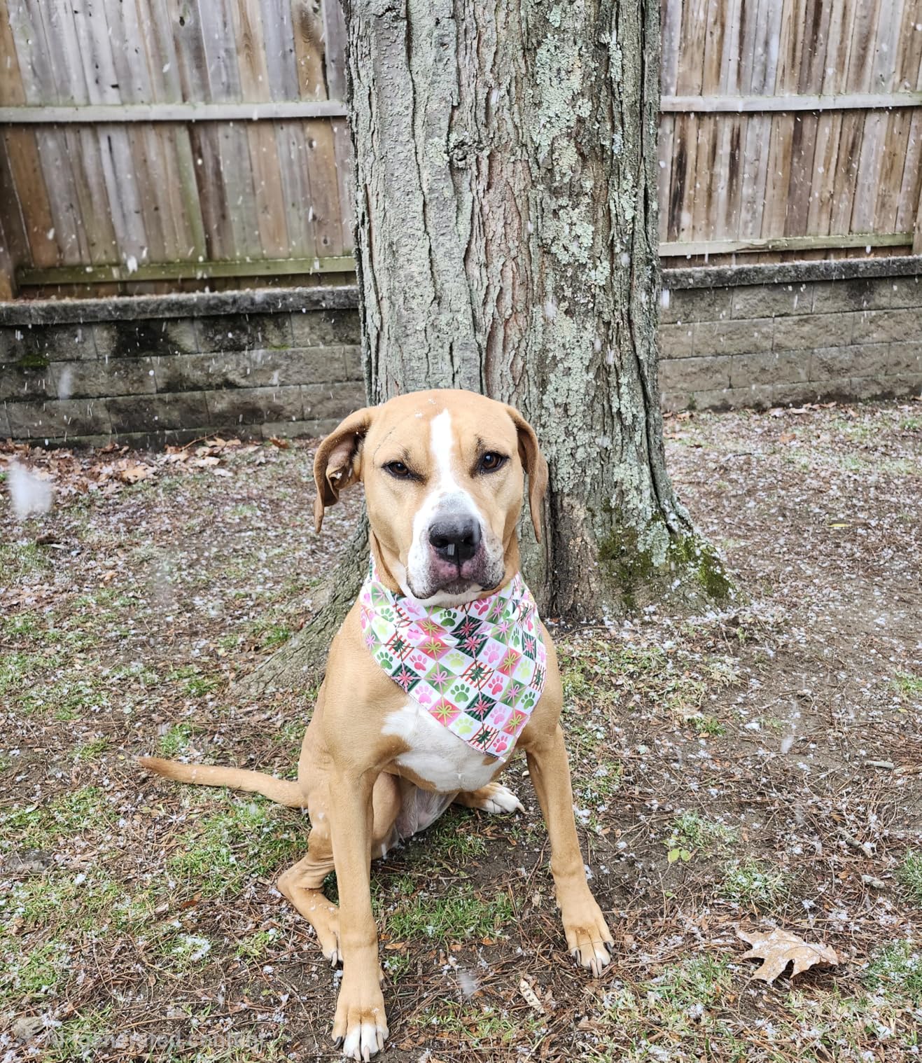 Dog Dryer, 5.2HP/ 3800W Pet Grooming High Velocity Force Blower with 4 Nozzles, Adjustable Speed and Temperature Dog Hair Dryers for Grooming customer photo 1