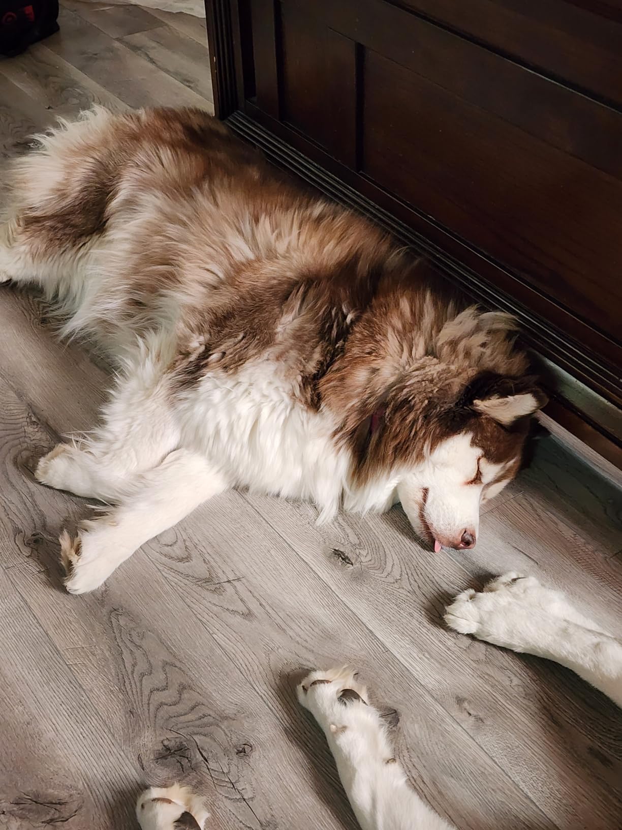 Dog Dryer, 5.2HP/ 3800W Pet Grooming High Velocity Force Blower with 4 Nozzles, Adjustable Speed and Temperature Dog Hair Dryers for Grooming customer photo 2