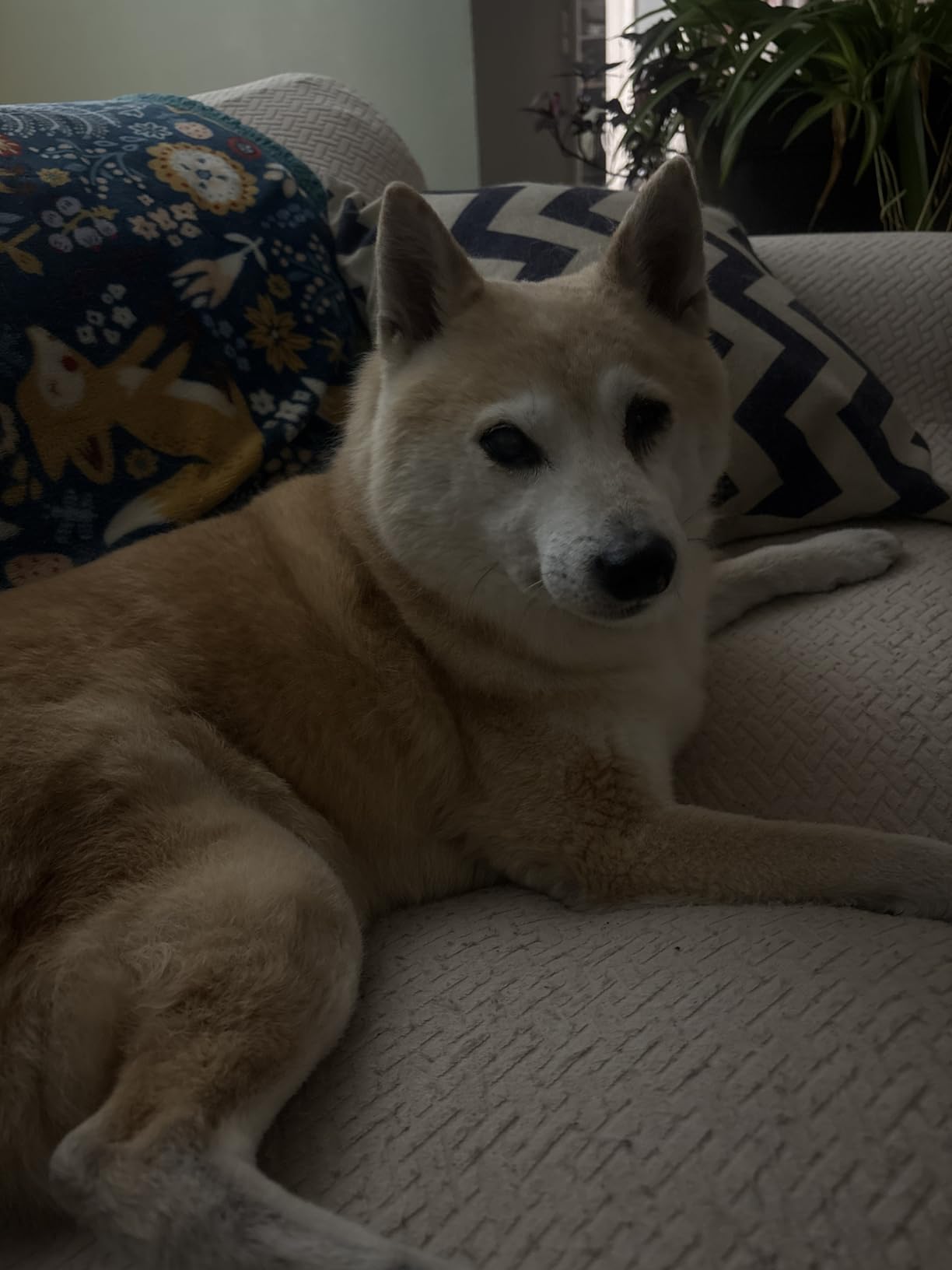 oneisall Dog Grooming Vacuum Kits: 15000Pa Shedding Brush with Grooming Tools, 3 Suction Low Noise, Pet Grooming Vacuum for Thick and Undercoat, 1.5L Dust Cup Dog Hair Vacuum, Home Cleaning, LM5 customer photo 2