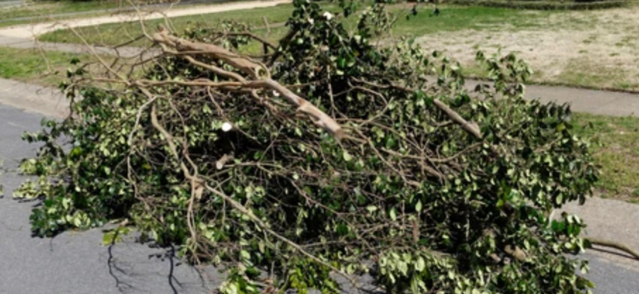 Seesii 2 in 1 Cordless 8 inch Pole Saw & Mini Chainsaw with 2 Battery, Power Electric Polesaw for Tree Trimming, Chain Saw with Extension Pole, Limb Branch Cutter Pruner PS800 customer photo 2