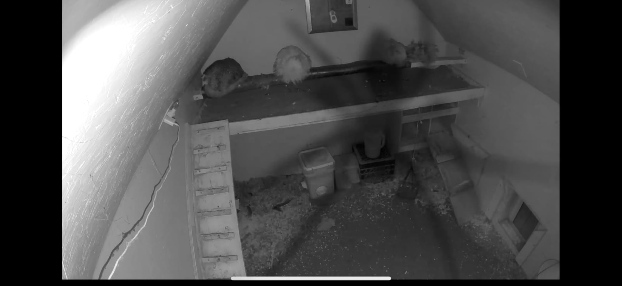 Essential Indoor Security Camera 2K (2nd Gen, 2023 Release) - Wired Plug-in Power, Person Recognition, Animal Detection, 1-Month Trial of Secure Plan, Automated Privacy Shield, 1 Cam, White customer photo 1