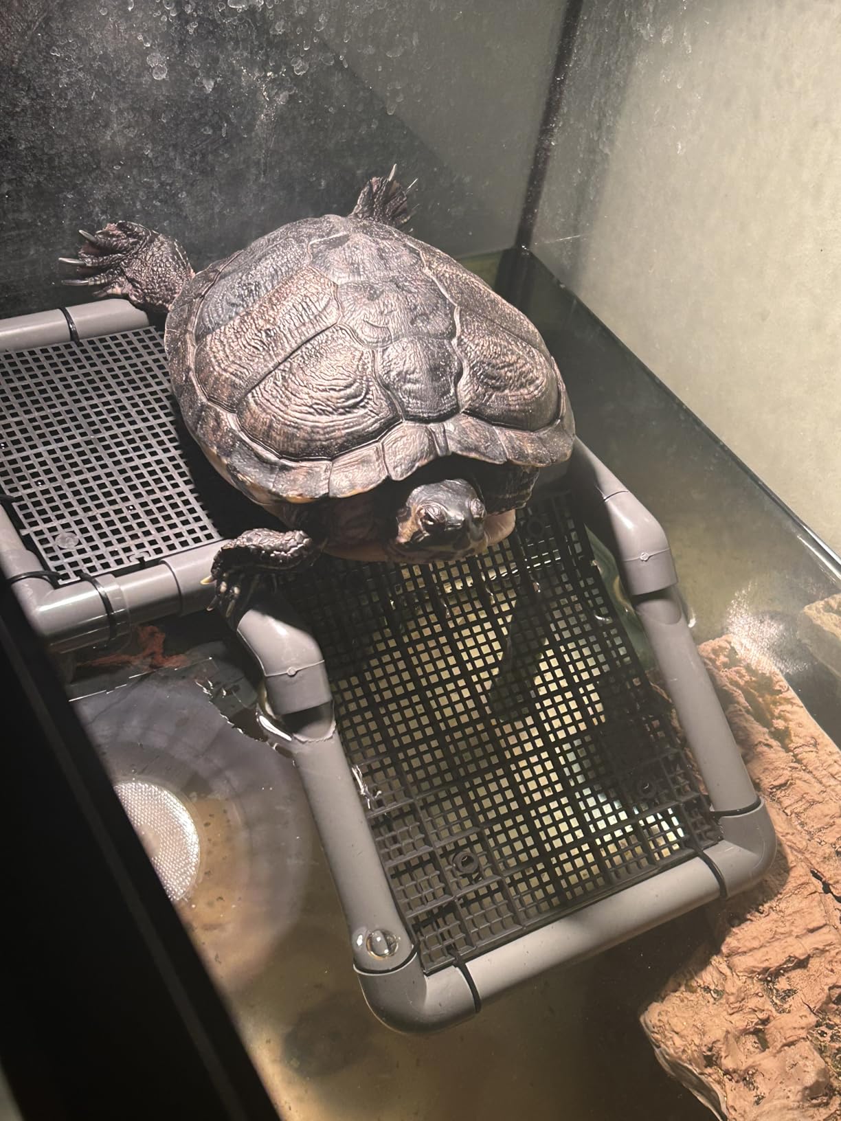 Large Turtle Floating Basking Platform with Feeding Area, Turtle Floating Docks Reptile Climbing Pier and Basking Platform for Tortoise, Frogs, Crabs and Salamanders customer photo 1