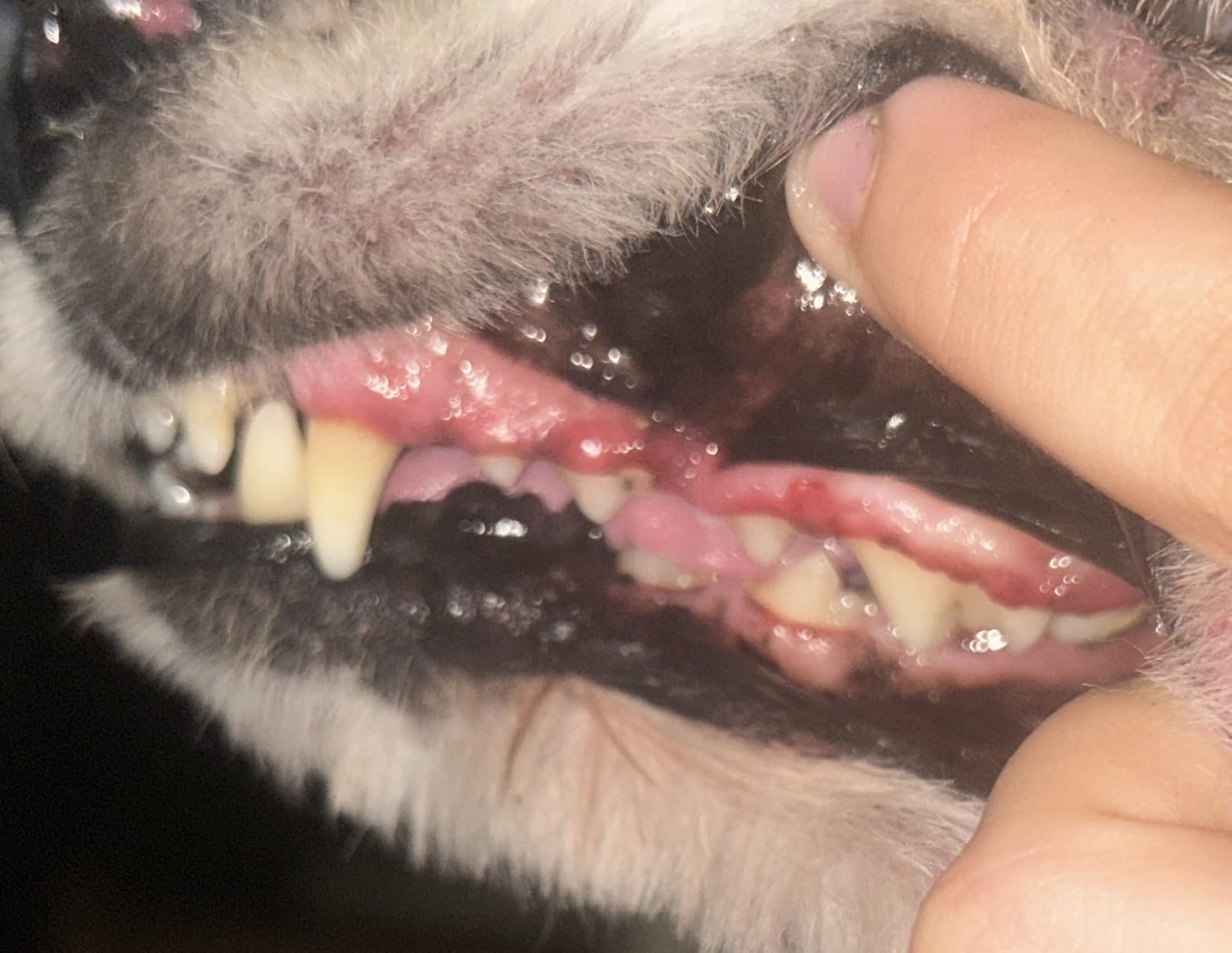 Dog Teeth Cleaning Kit-Dog Tooth Plaque Remover-Ultimate Pet Dental Care Kit - Ultrasonic Teeth Cleaner and Plaque Remover for Dogs | Complete Oral Hygiene Solution-White customer photo 1