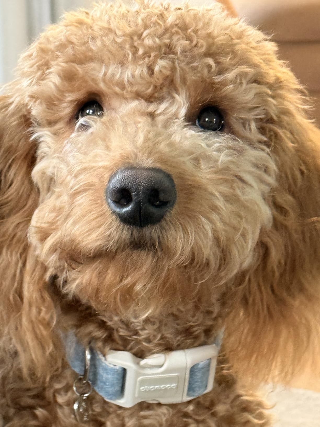 DOGWONG Cotton Hemp Dog Collar, Heavy-Duty Khaki Dog Collar Adjustable Soft Natural Fabric Pet Cute Wedding Puppy Necklace for Small Dogs customer photo 1