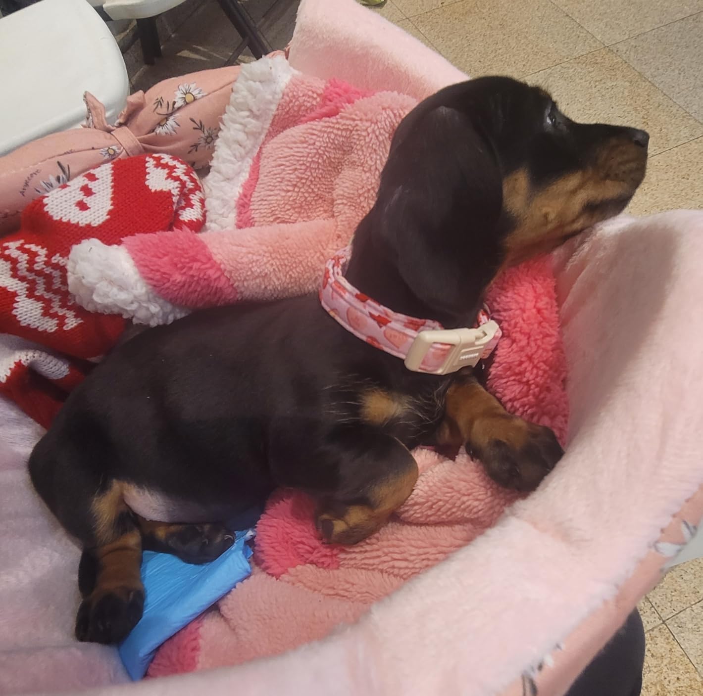 DOGWONG Cotton Hemp Dog Collar, Heavy-Duty Khaki Dog Collar Adjustable Soft Natural Fabric Pet Cute Wedding Puppy Necklace for Small Dogs customer photo 2