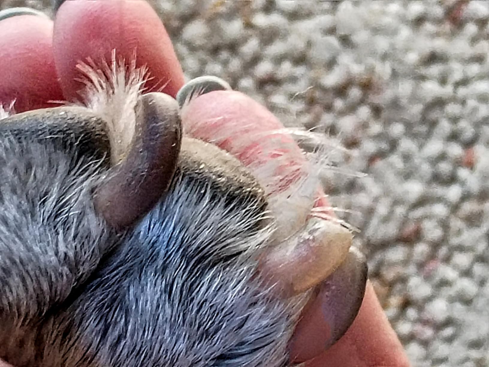 Whisper Quiet Dog Nail Grinder with LED Light, Safe & Stress-Free for Sensitive Dogs of All Breeds & Sizes, 3 Grinding Bits, 2-Speed, Pet Nail Trimmers, Rechargeable Painless Grooming Kit customer photo 1