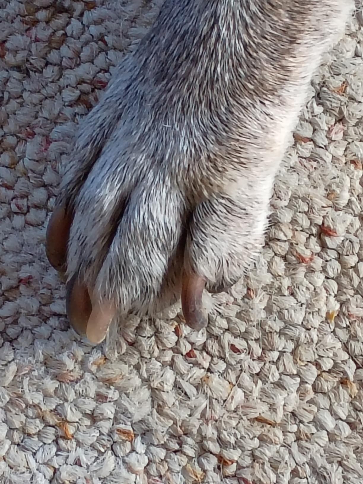 Whisper Quiet Dog Nail Grinder with LED Light, Safe & Stress-Free for Sensitive Dogs of All Breeds & Sizes, 3 Grinding Bits, 2-Speed, Pet Nail Trimmers, Rechargeable Painless Grooming Kit customer photo 2