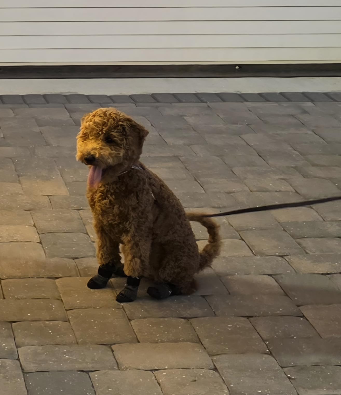 BEAUTYZOO 6PCS Dog Socks to Prevent Licking Paws for Cold Pavement, Winter Dog Shoes with Grippers for Hardwood Floors Anti Slip, Puppy Boots & Paw Protectors for Small Medium Large Senior Dogs, SM customer photo 1