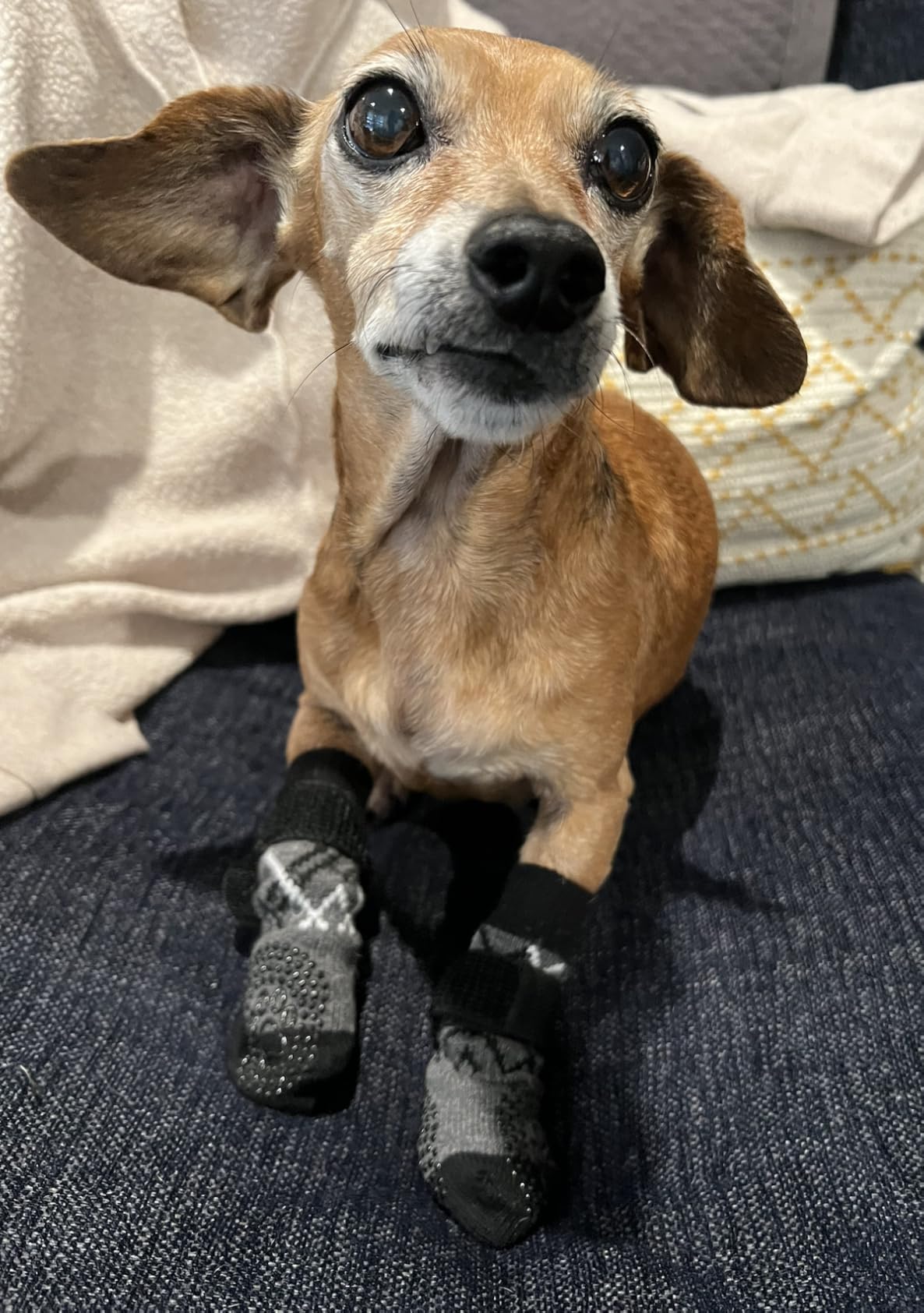 BEAUTYZOO 6PCS Dog Socks to Prevent Licking Paws for Cold Pavement, Winter Dog Shoes with Grippers for Hardwood Floors Anti Slip, Puppy Boots & Paw Protectors for Small Medium Large Senior Dogs, SM customer photo 2