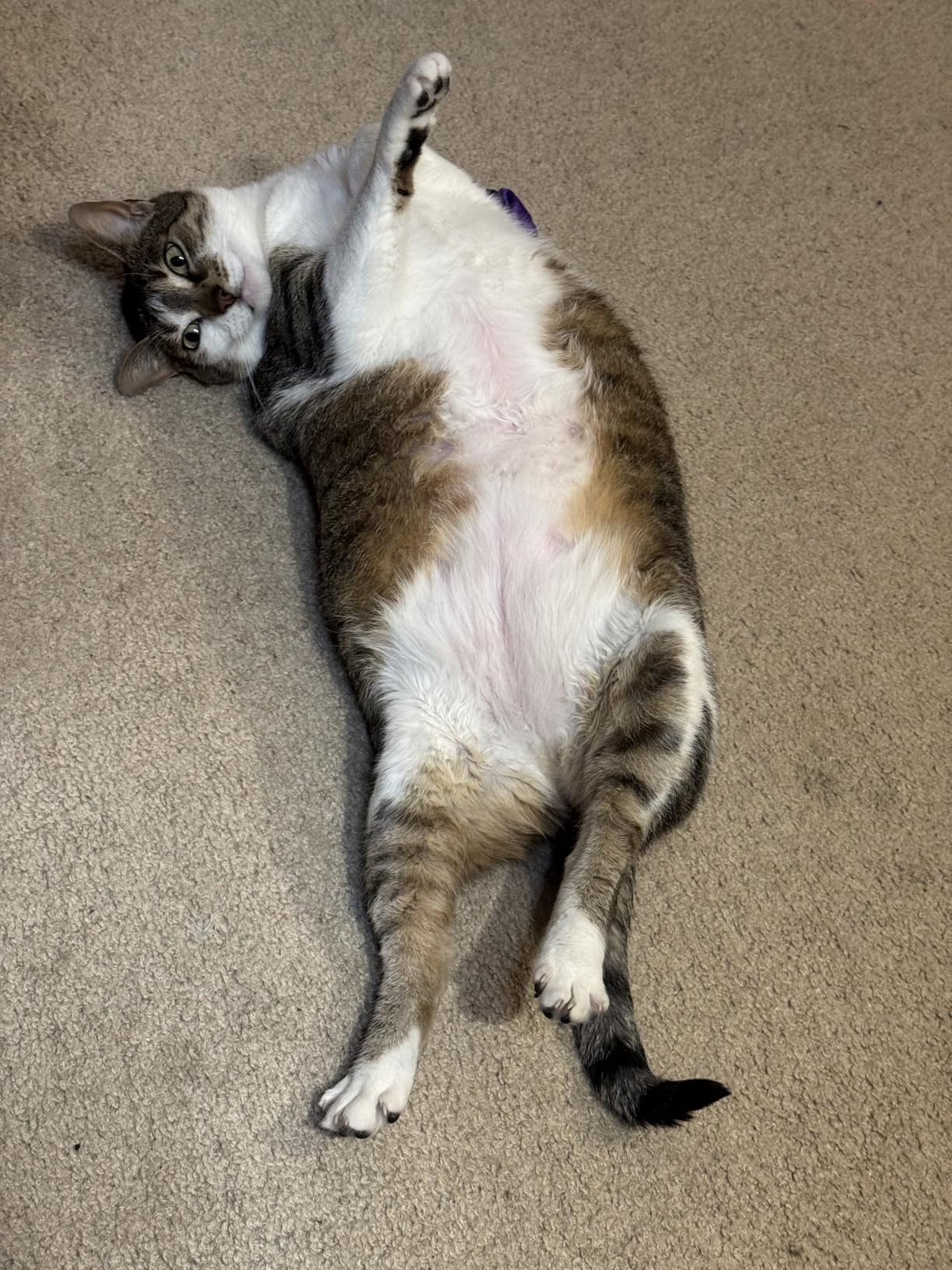 YVE LIFE Laser Cat Toys for Indoor Cats,The 4th Generation Real Random Trajectory Motion Activated Rechargeable Automatic Cat Laser Toy,Interactive Cat Toys for Bored Indoor Adult Cats/Kittens(White) customer photo 1