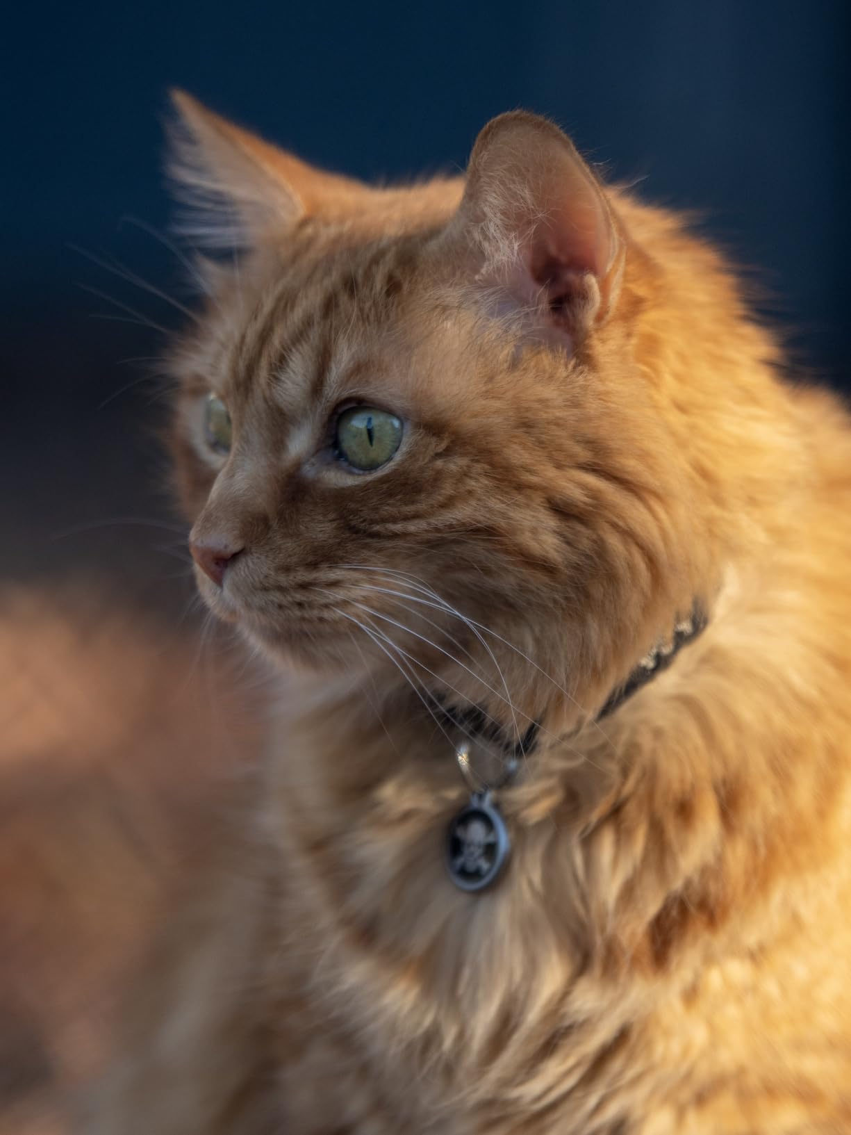 YVE LIFE Laser Cat Toys for Indoor Cats,The 4th Generation Real Random Trajectory Motion Activated Rechargeable Automatic Cat Laser Toy,Interactive Cat Toys for Bored Indoor Adult Cats/Kittens(White) customer photo 2