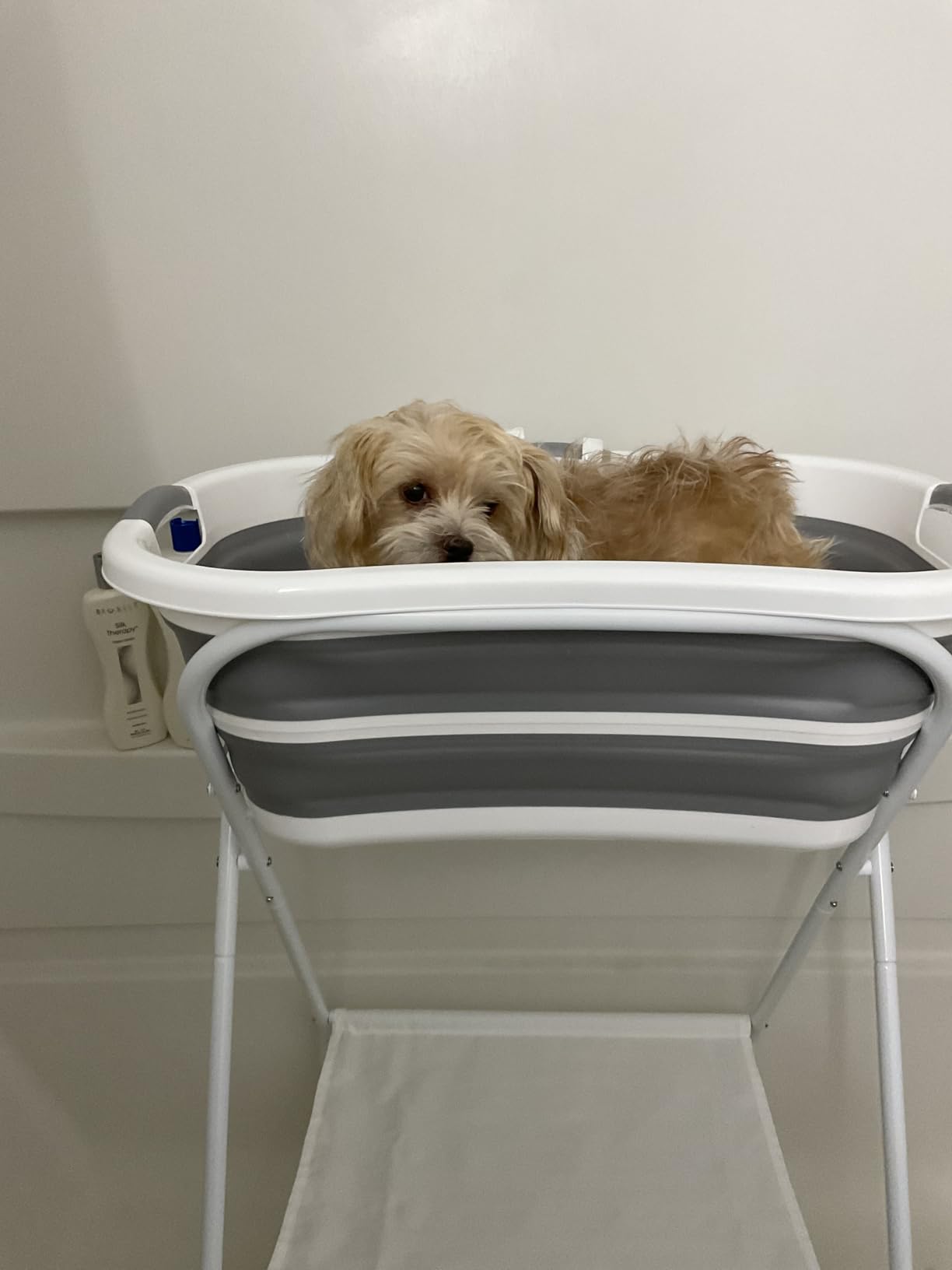 Beberoad 2 in 1 Dog Bath Tub Dog Washing Station for Bathing and Grooming, Elevated Collapsible Foldable Portable Shower Bathtub for Small Dogs Cats Pet, Indoor and Outdoor customer photo 2