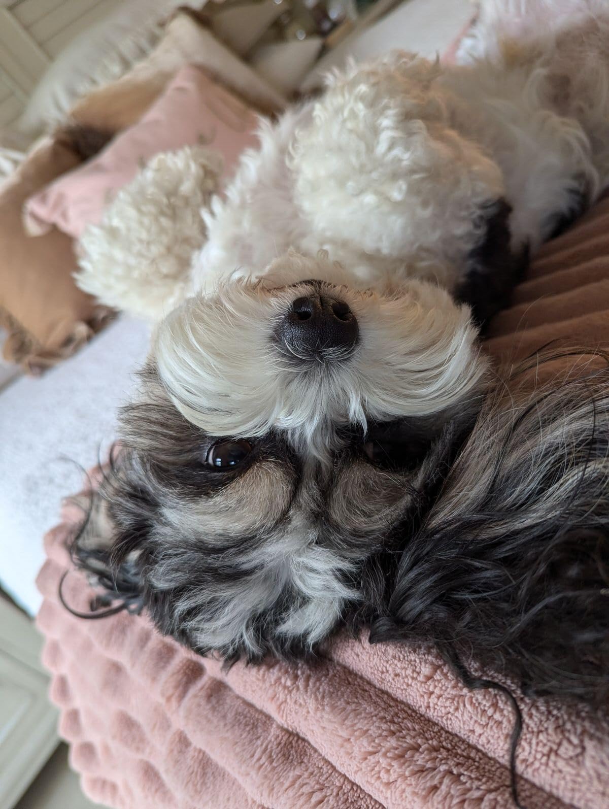 BISSELL Little Green HydroSteam Multi-Purpose Portable Carpet and Upholstery Cleaner, Car and Auto Detailer, 3618 customer photo 2