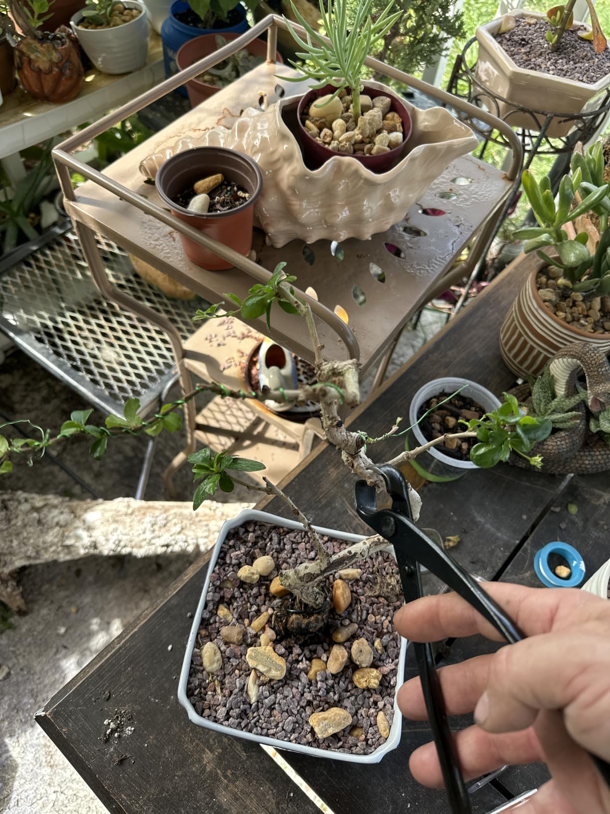 Bonsai Concave Cutter, Bonsai Tools Concave Cutter, 8.4 Inch Manganese Steel Alloy Sharp Blade Round Edge Knob Cutter, Gardening Concave Pruner(210mm / 8.27inch)(210mm) customer photo 1