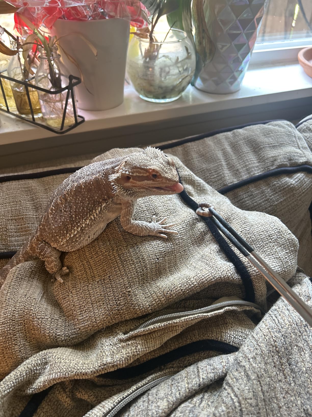 Lasnten 2 Pcs Extra Long Stainless Steel Reptile Feeding Tongs with Rubber Tip 10 Inch, 10.5 Inch Bearded Dragon Aquarium Straight and Curved Long Tweezer Terrarium Feeder Tool for Tank(Silver) customer photo 1